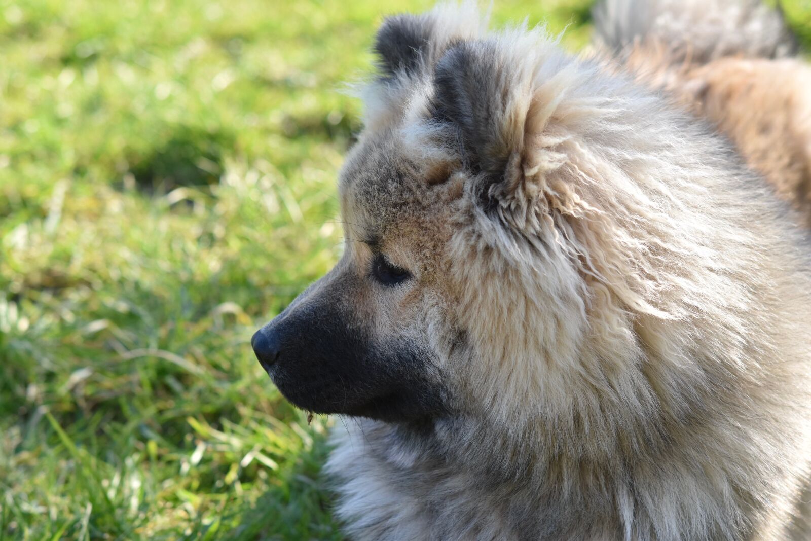 Nikon D5600 sample photo. Dog, dog eurasier, eurasier photography