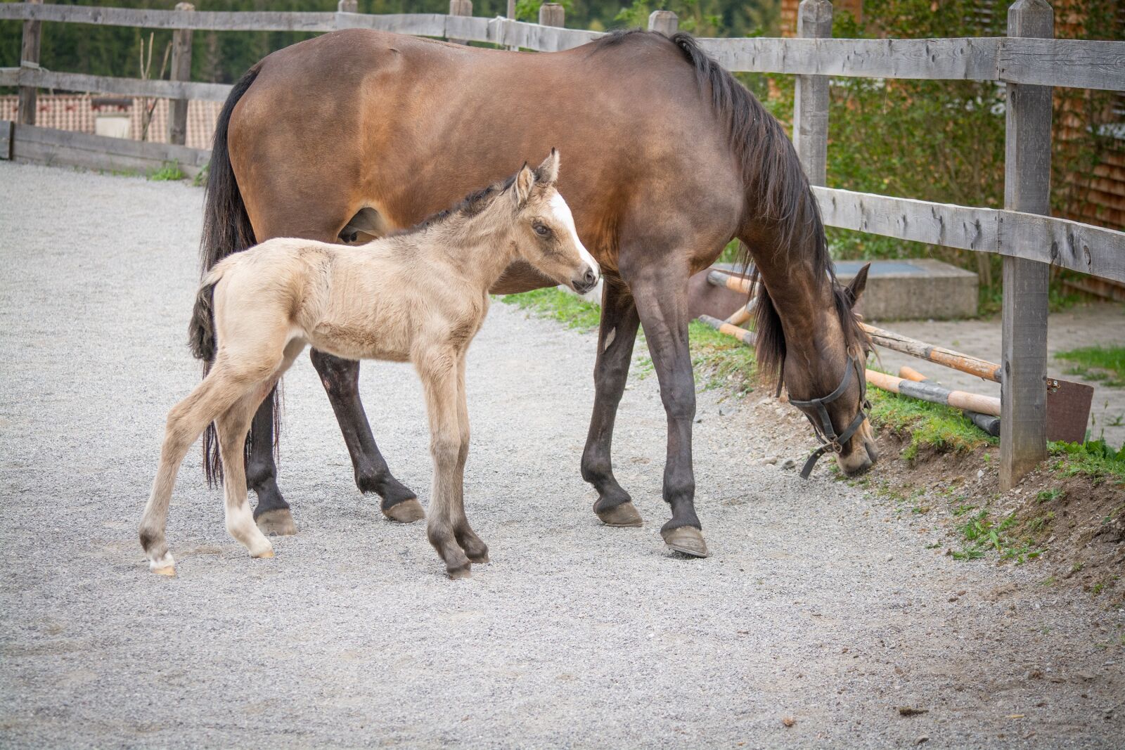 Nikon D7100 sample photo. Horse, pony, foal photography