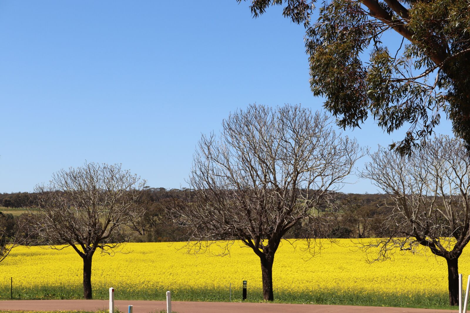 Canon EOS 800D (EOS Rebel T7i / EOS Kiss X9i) sample photo. Wild flowers, western australia photography