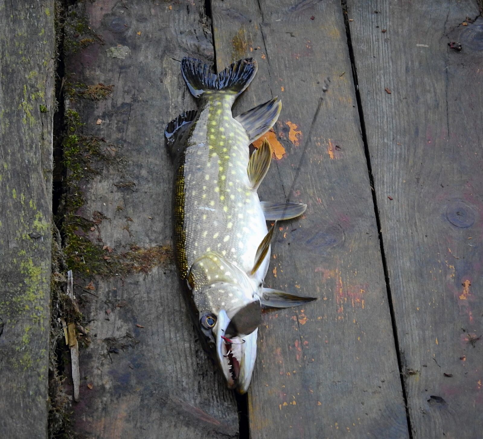 Nikon Coolpix P900 sample photo. Fishing, fish, catch photography
