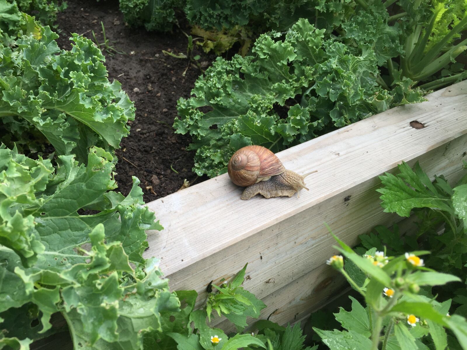 Apple iPhone 6 sample photo. Snail, garden, nature photography