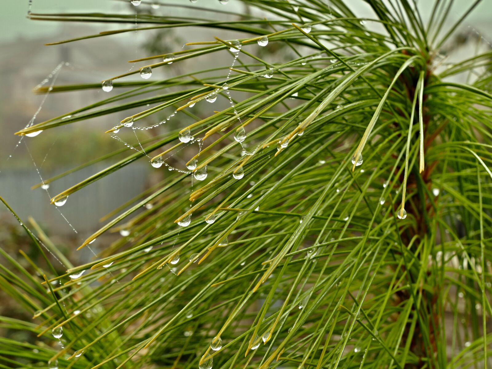 Panasonic Lumix DMC-FZ1000 sample photo. Pine, tree, droplets photography