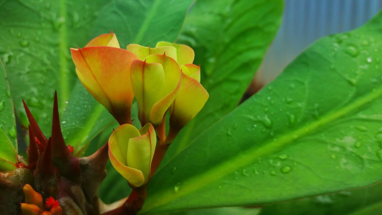 Samsung Galaxy J5 sample photo. Flower, cactus photography