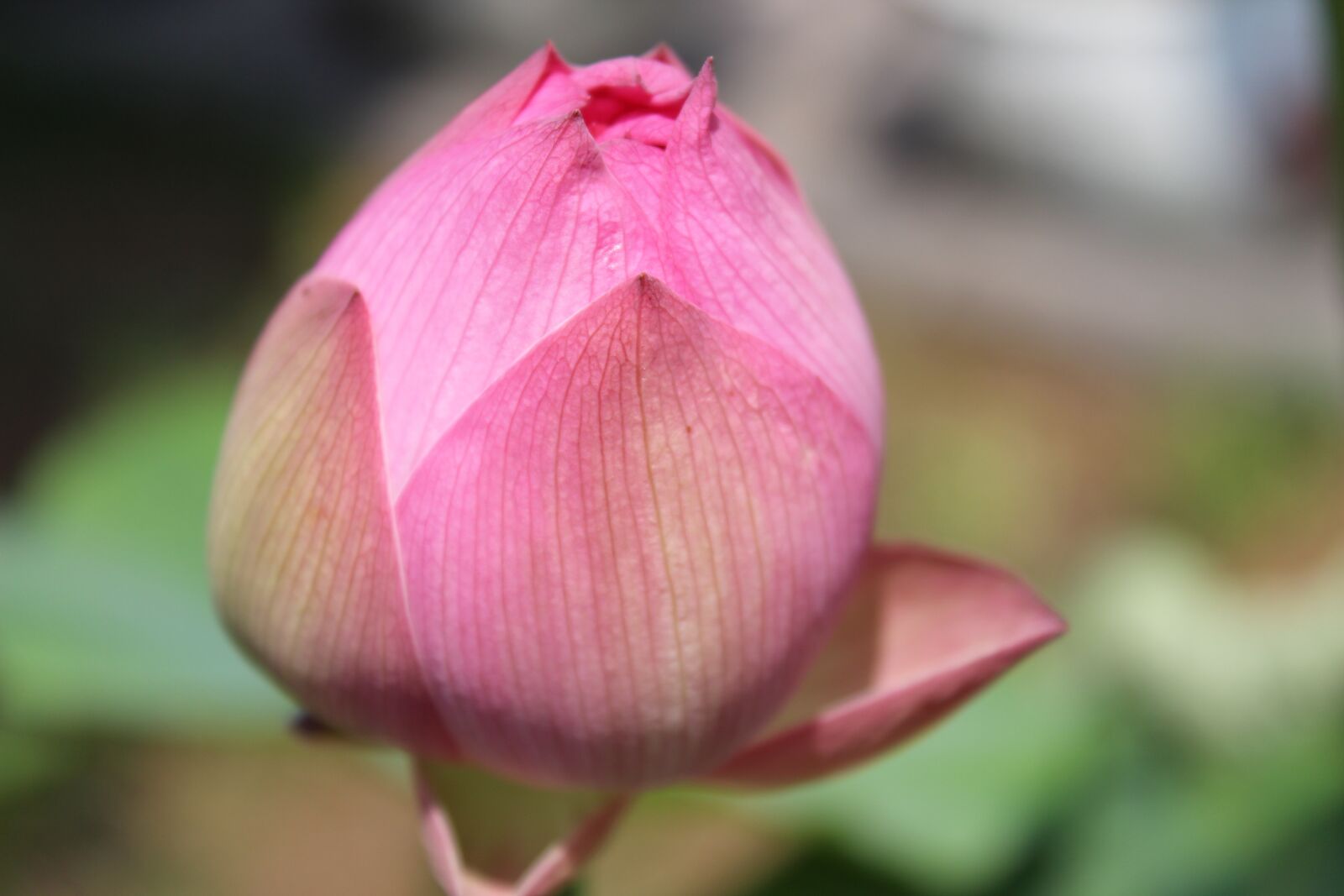 Canon EOS 600D (Rebel EOS T3i / EOS Kiss X5) sample photo. Lotus, water lily, lotus photography