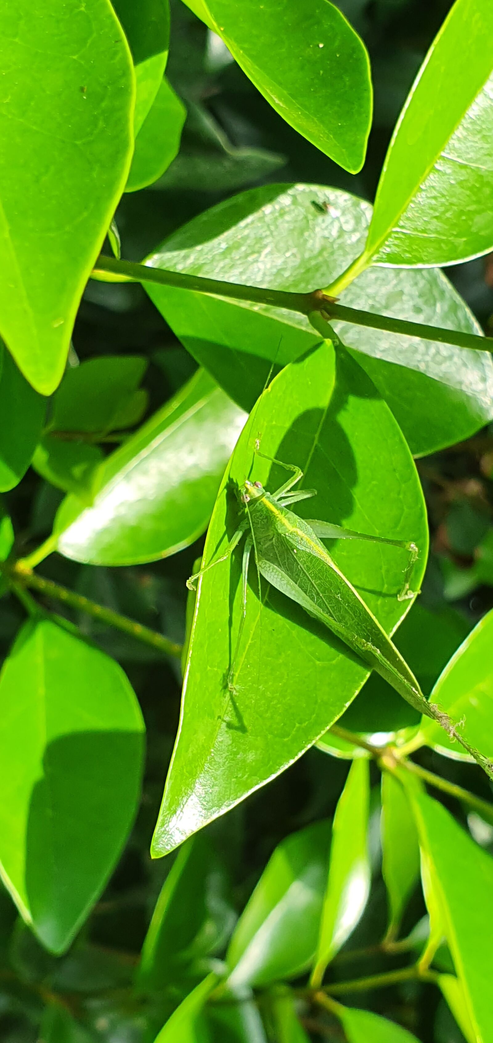 Samsung Galaxy S10 sample photo. Leaf insect, green, nature photography