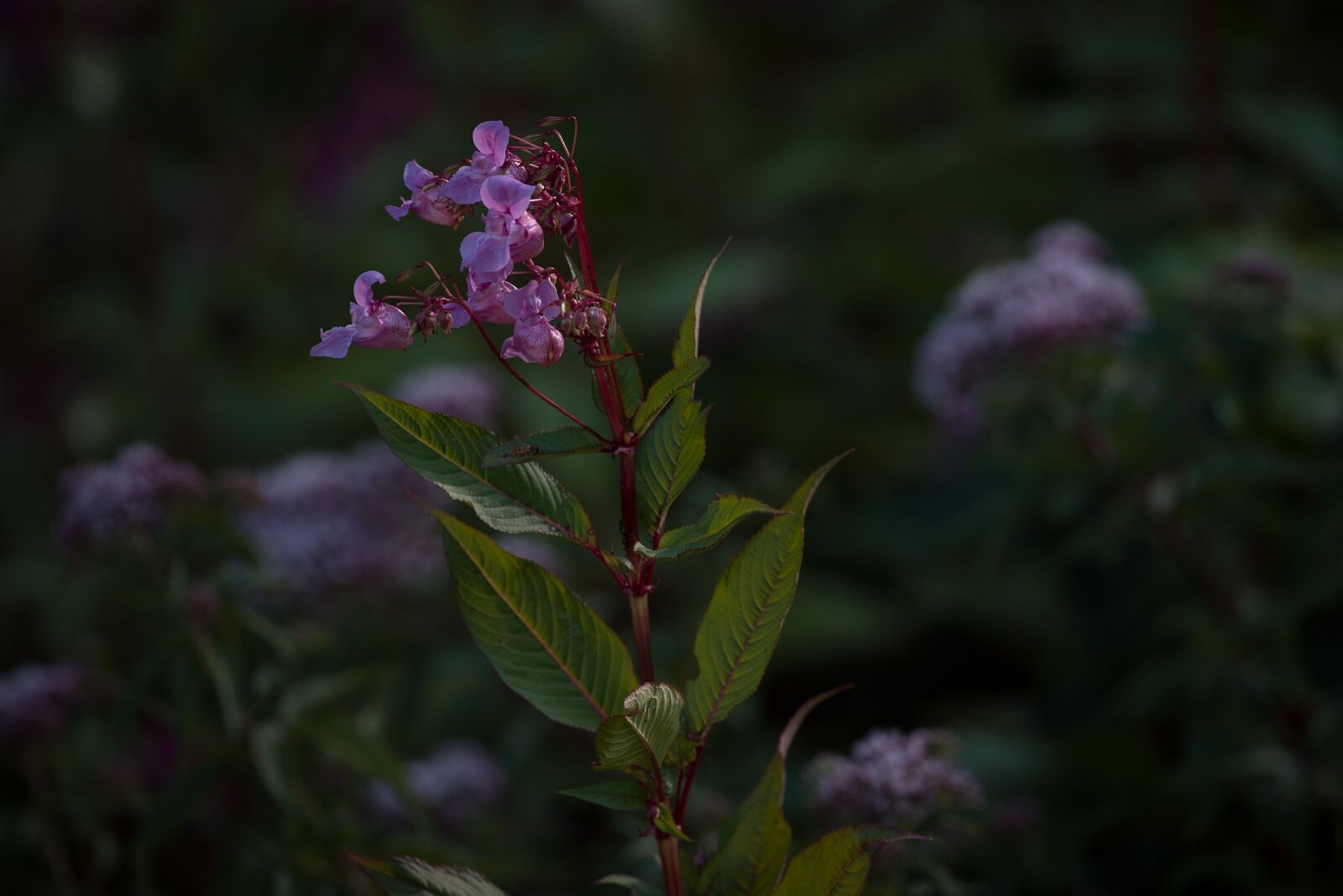 Nikon D750 sample photo. Balsam, balsaminengewaechs, himalayan balsam photography