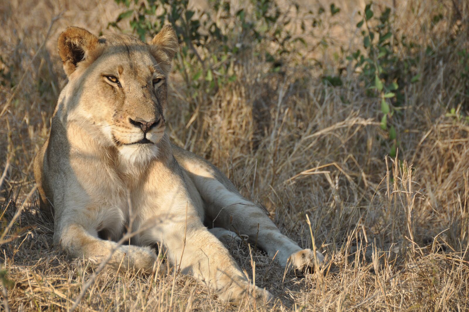 Nikon D90 sample photo. Lioness, africa, wild photography