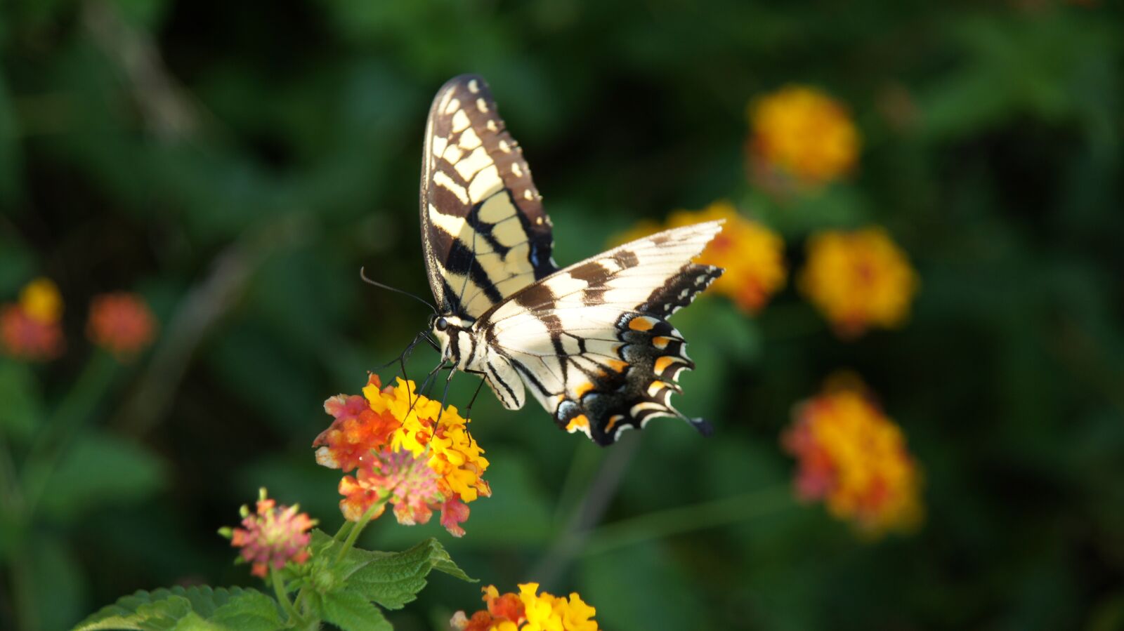 Sony SLT-A55 (SLT-A55V) sample photo. Butterfly, flower, pollen photography