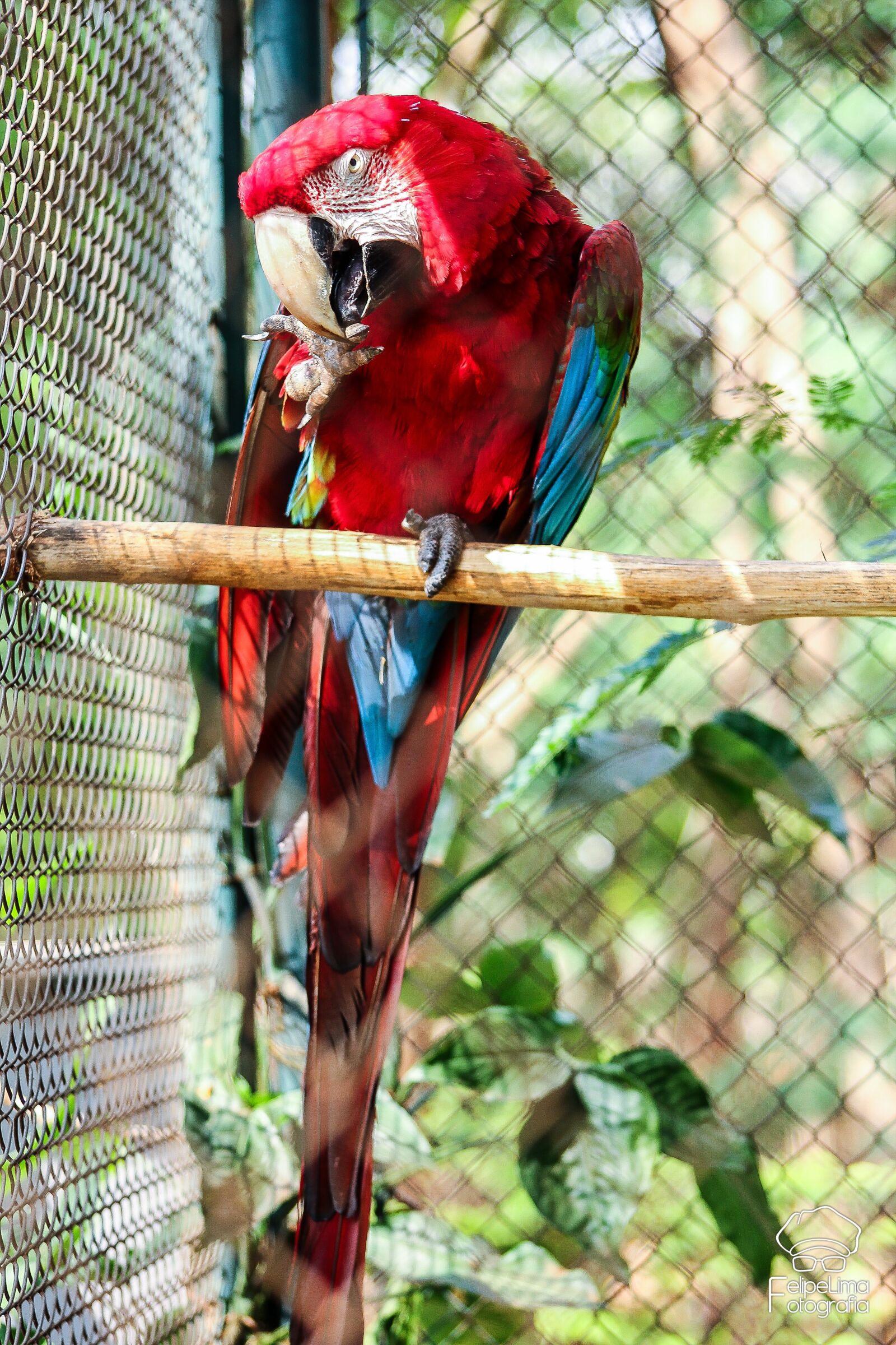 Canon EOS 600D (Rebel EOS T3i / EOS Kiss X5) sample photo. Arara, species, extinction photography