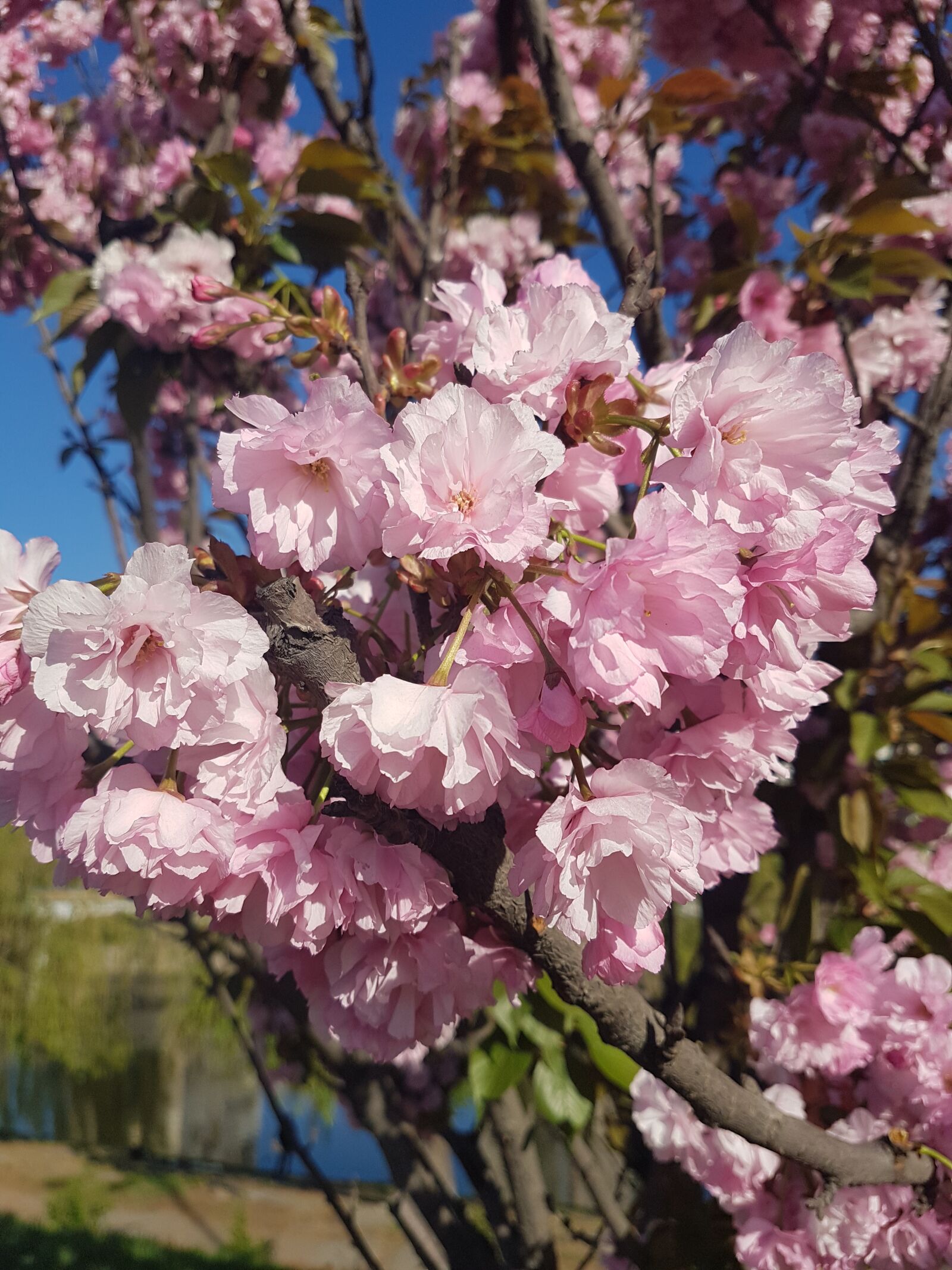 Samsung Galaxy S7 sample photo. Cherry, sakura, bloom photography