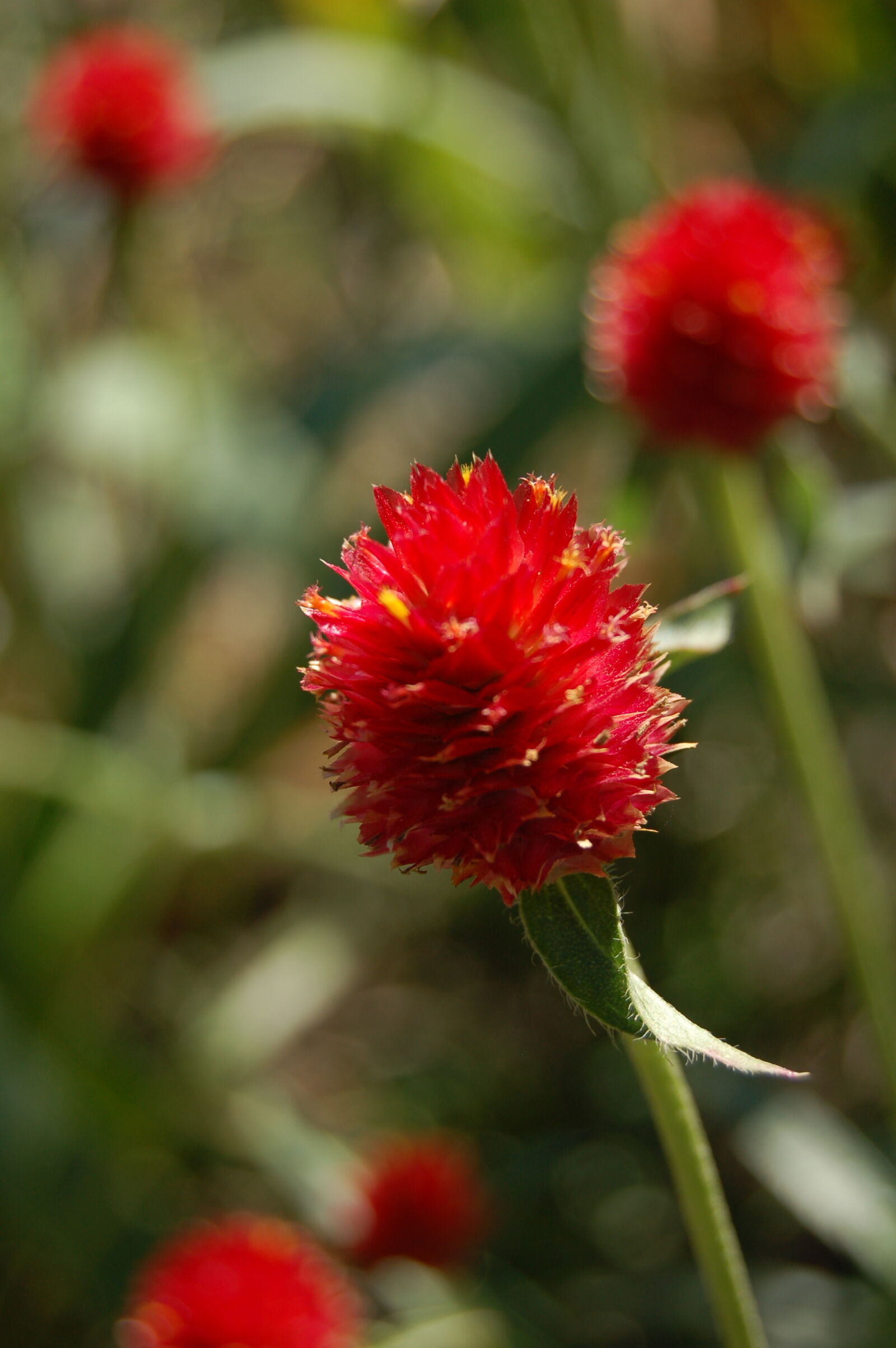 Nikon D50 sample photo. Flower, red, red, flower photography