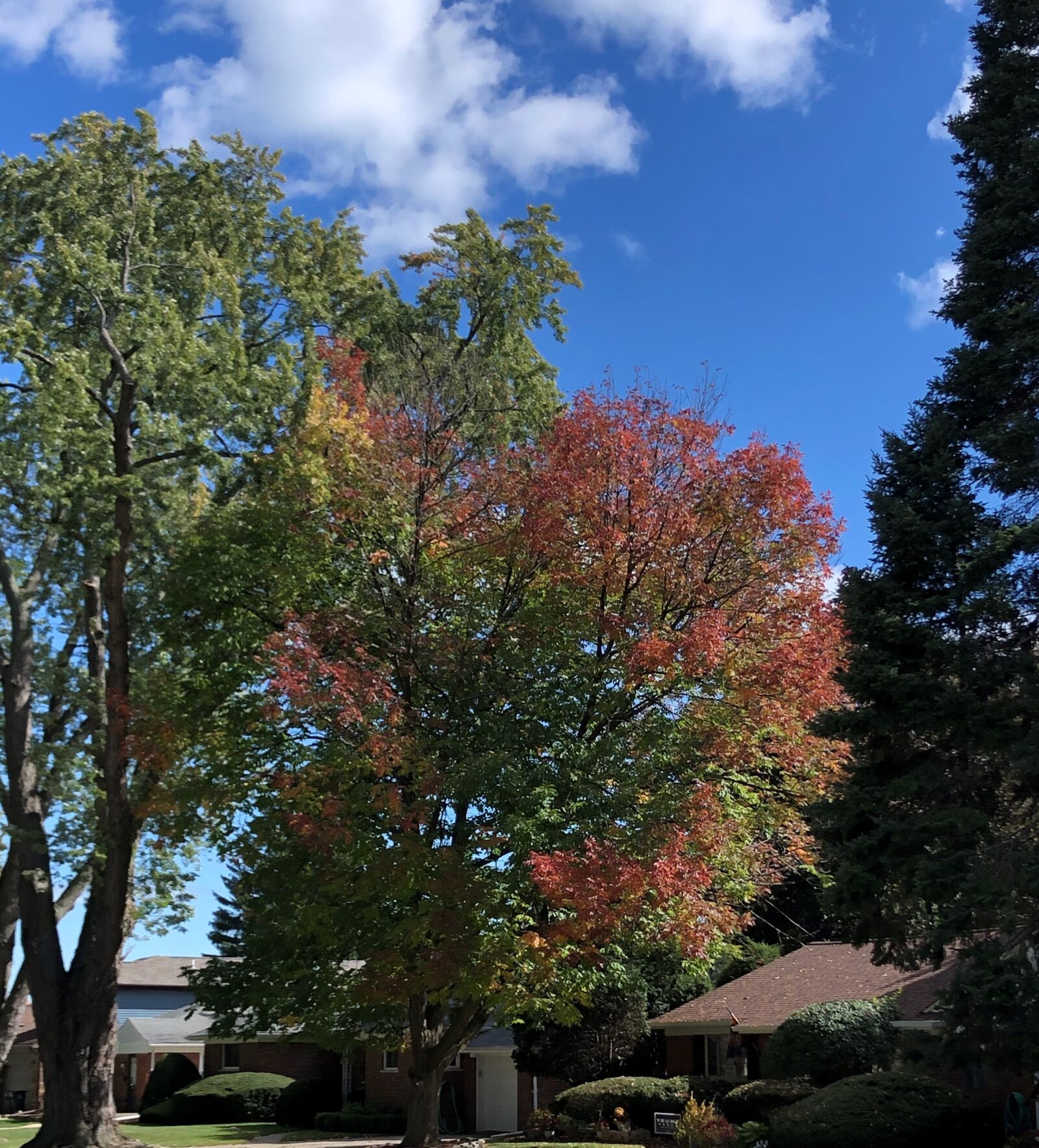 iPhone 8 back camera 3.99mm f/1.8 sample photo. Fall, trees, scenery photography