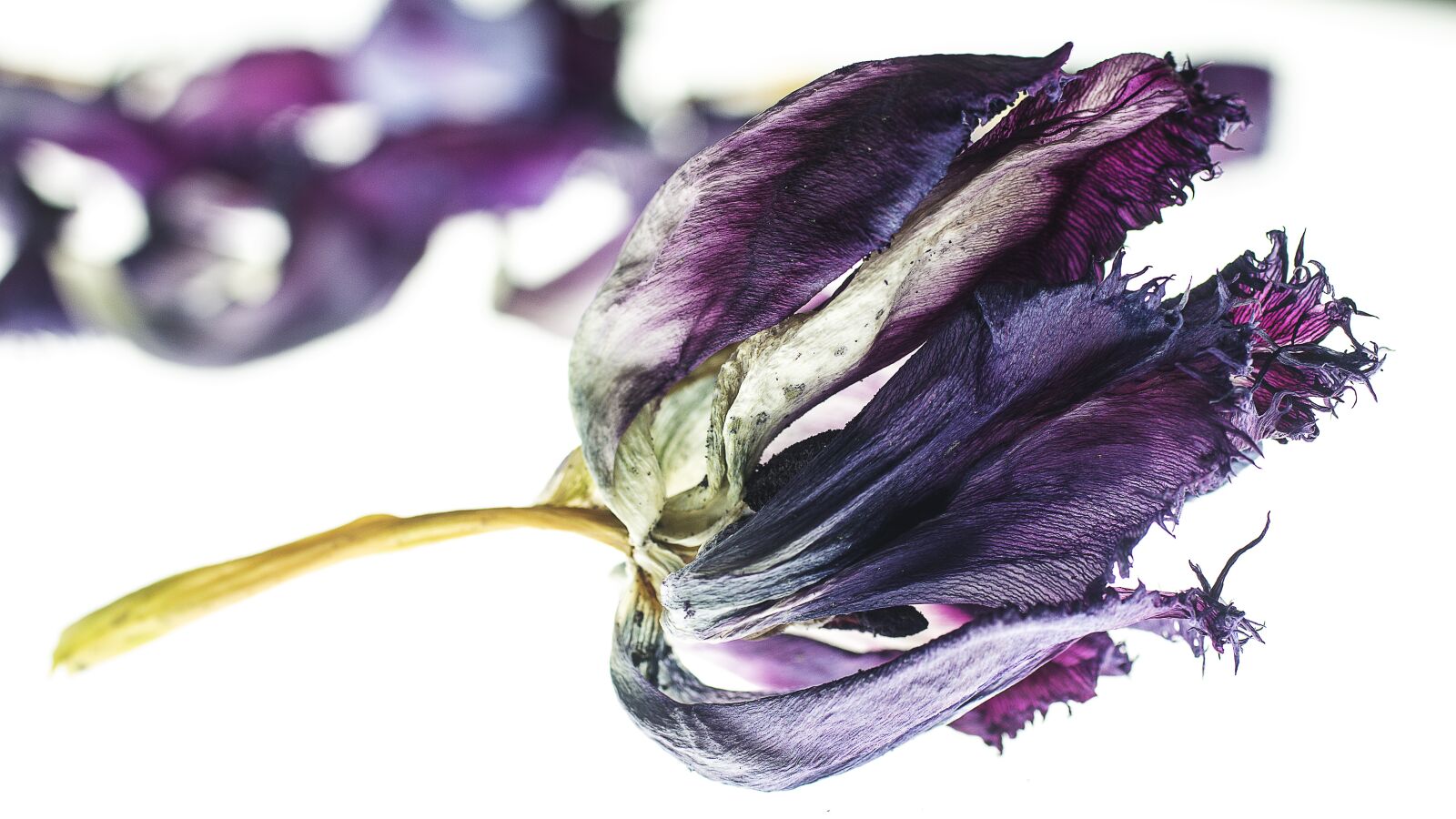 Canon EOS M + Canon EF 50mm F2.5 Macro sample photo. Tulip, dried plant, blue photography