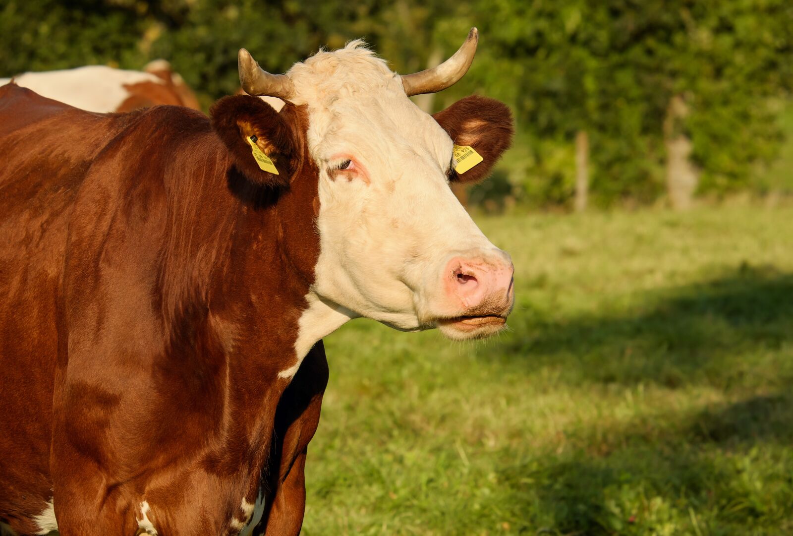 Fujifilm XF 55-200mm F3.5-4.8 R LM OIS sample photo. Cow, brown, white photography