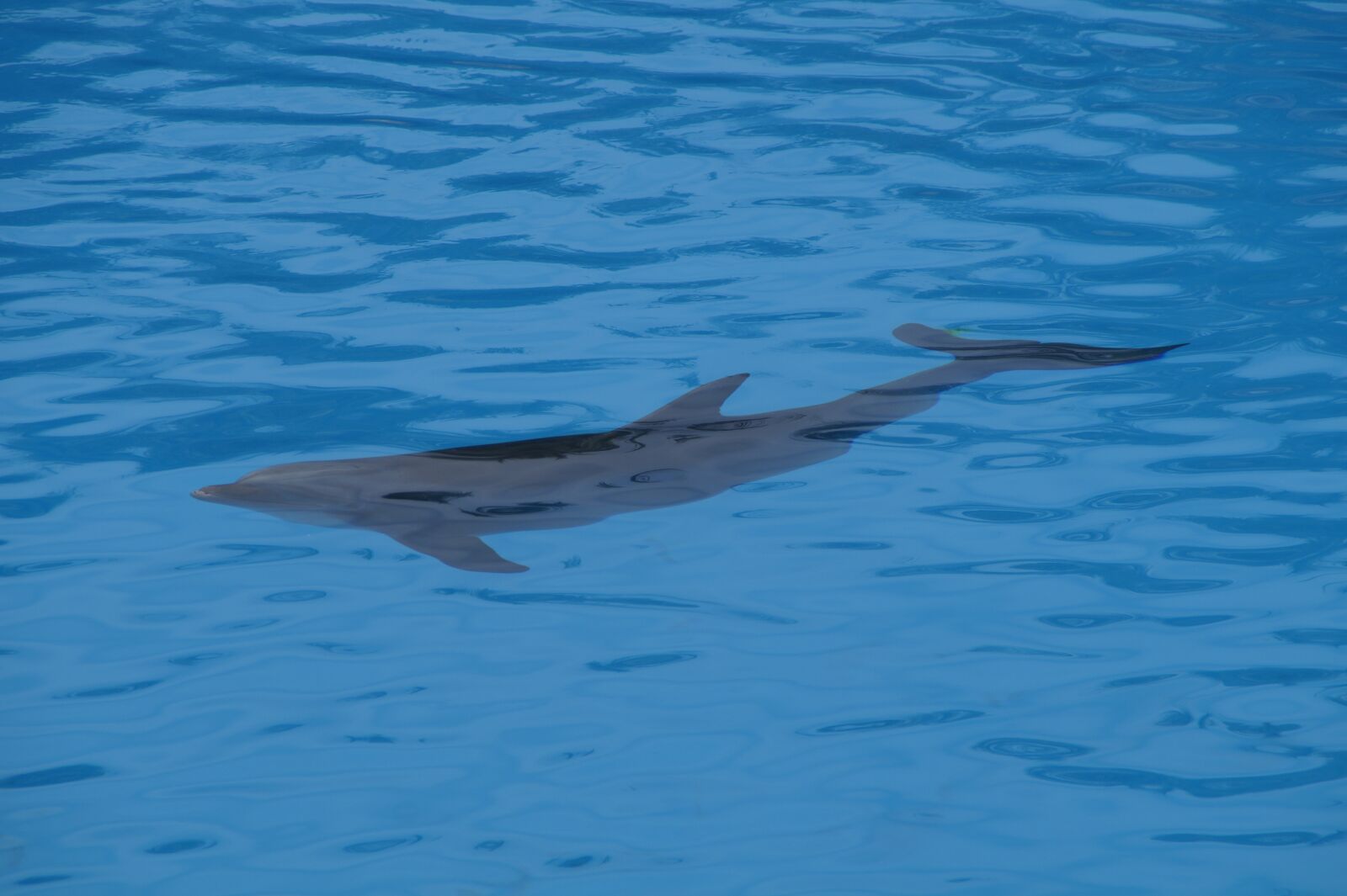 Sony SLT-A58 sample photo. Dolphins, swim, dolphin photography