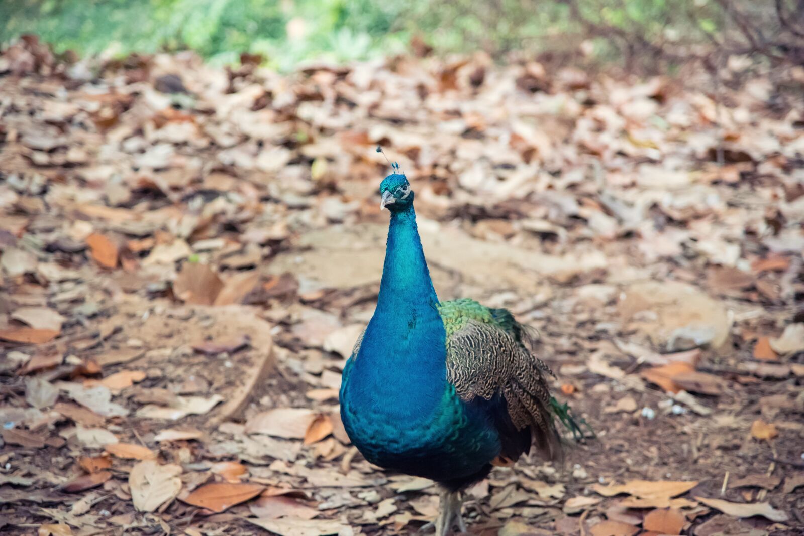 Nikon D750 sample photo. Animal, peacock, zoo photography