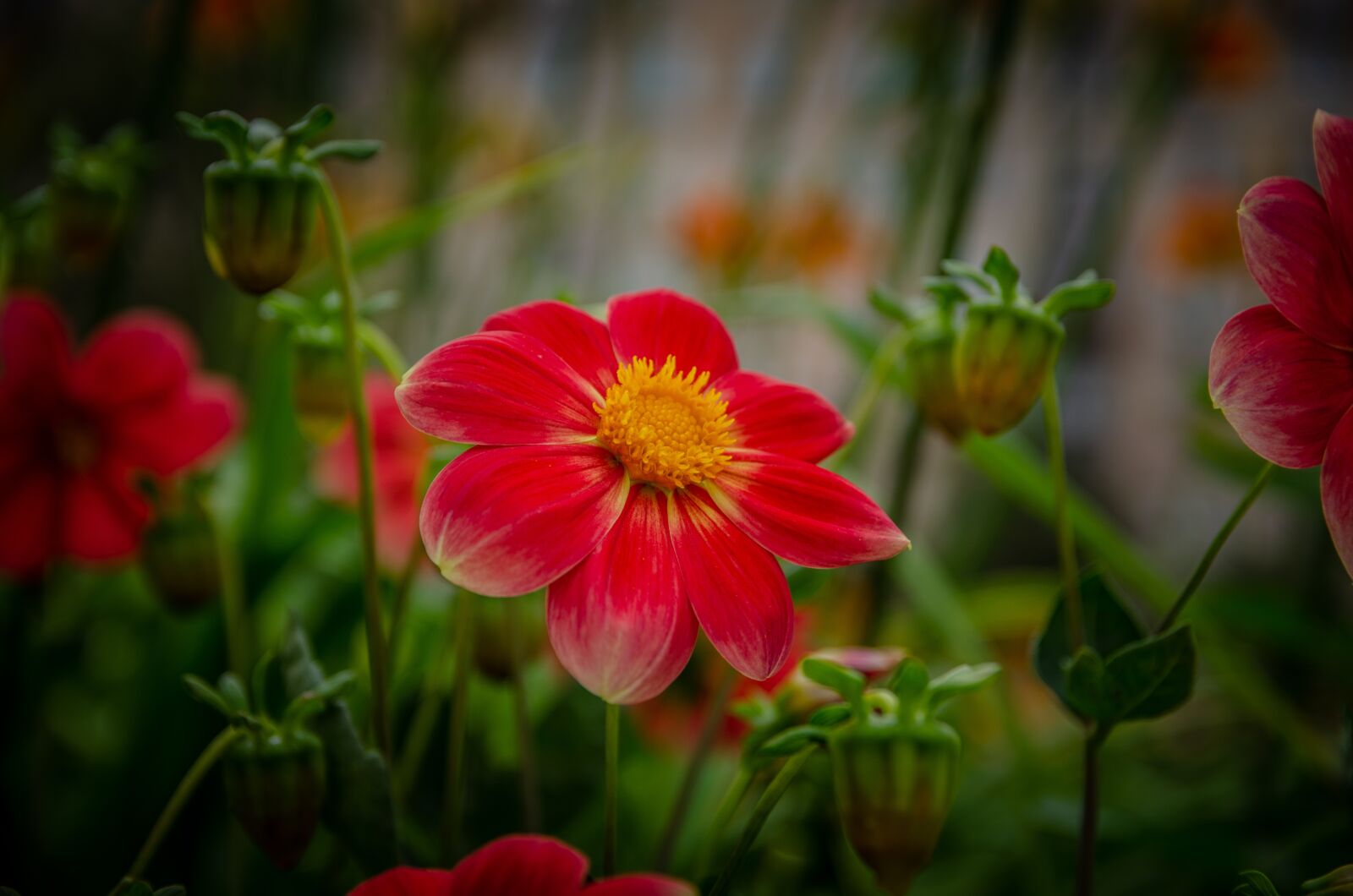 Nikon D5100 sample photo. Flowers, garden, nature photography