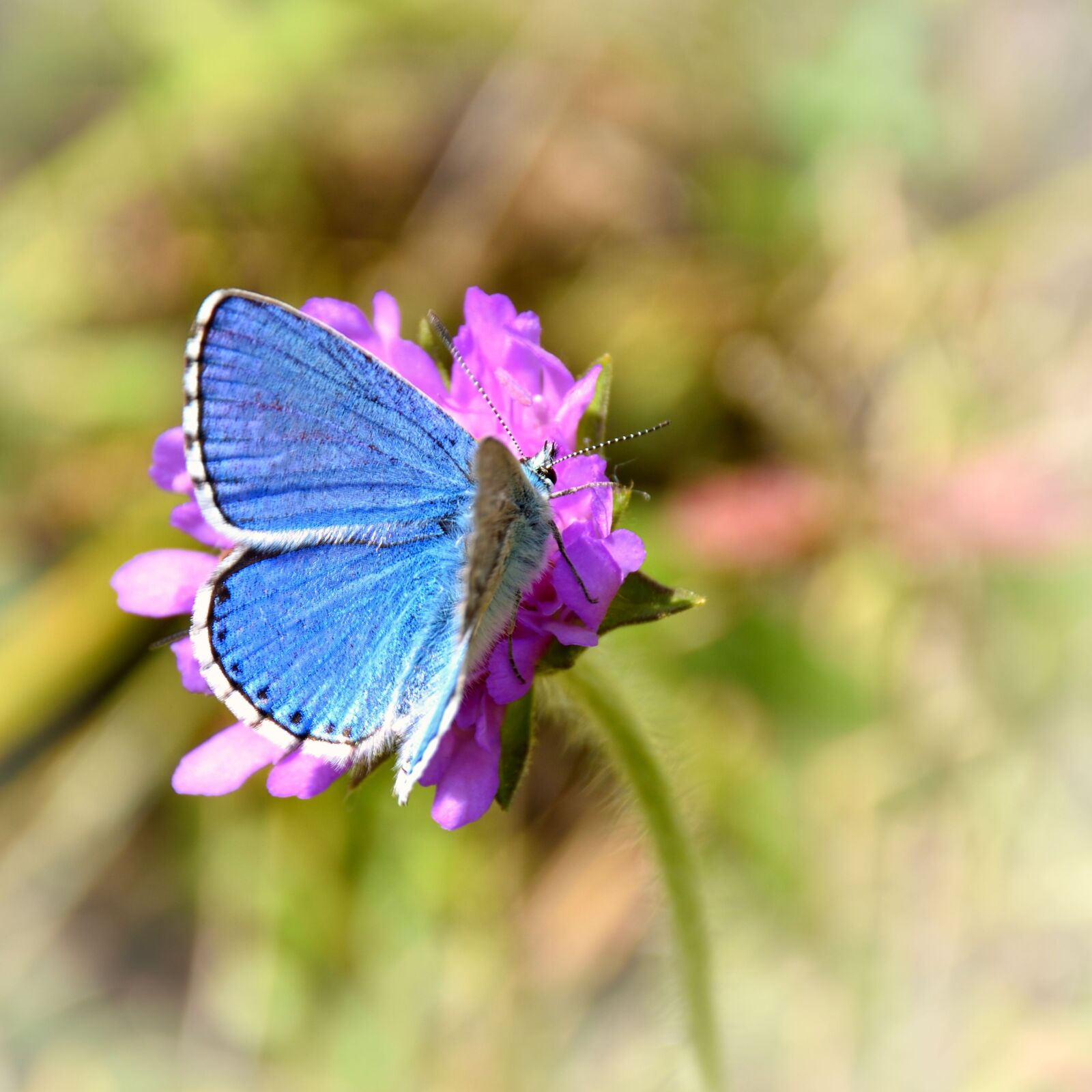 Nikon D5500 sample photo. Butterfly, flower, nature photography