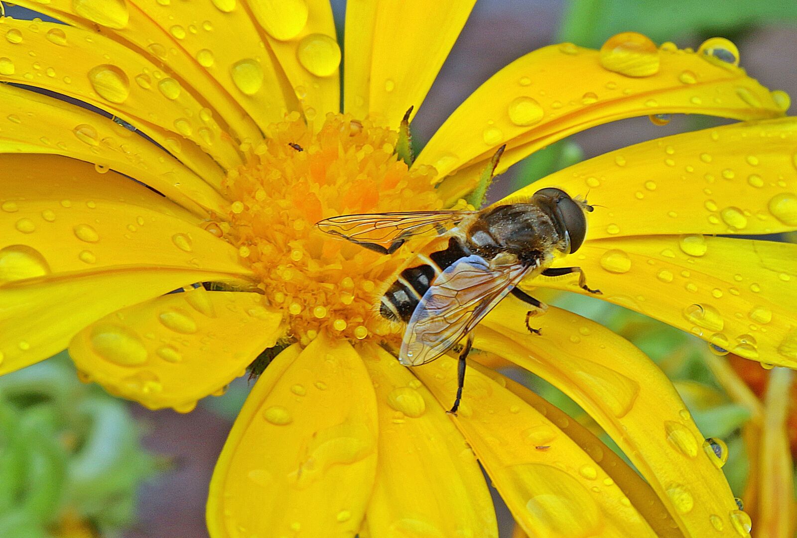 Canon EOS 650D (EOS Rebel T4i / EOS Kiss X6i) sample photo. Hoverfly, dung fly, insect photography