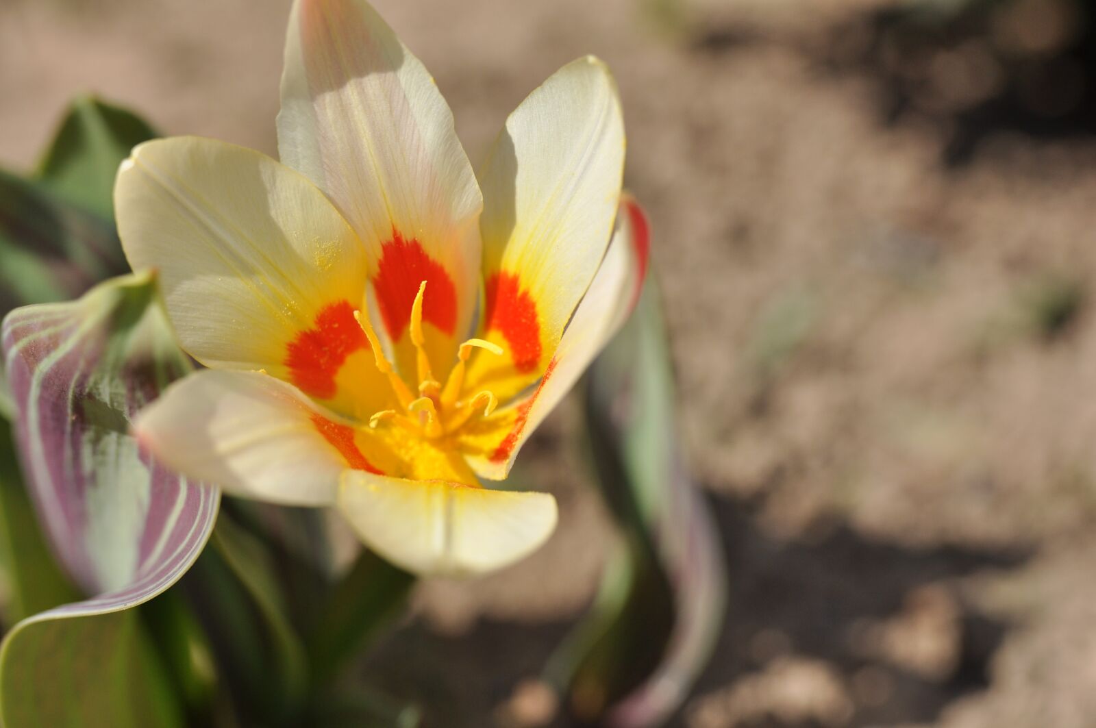 Nikon D90 sample photo. Open tulip, spring awakening photography
