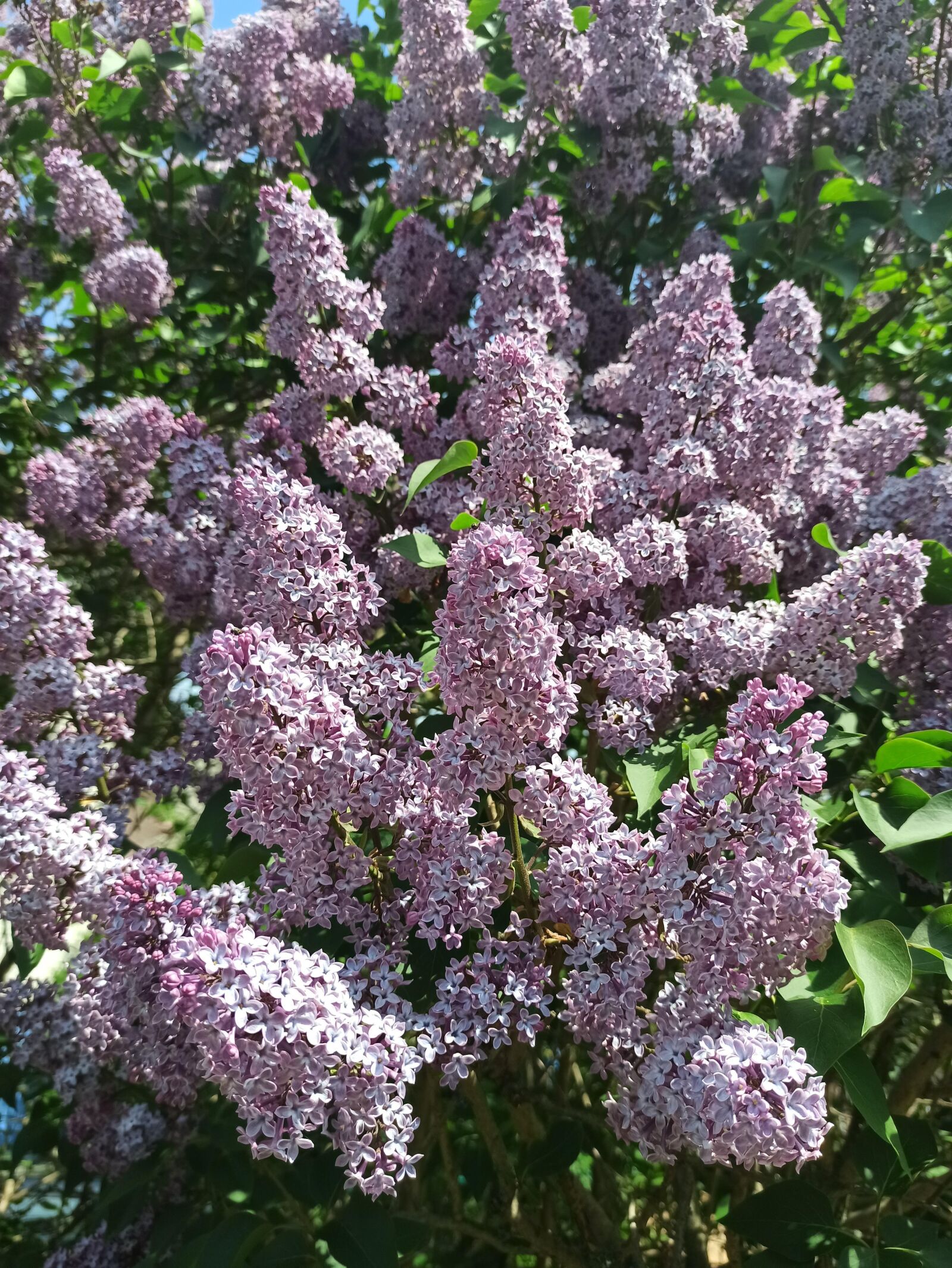 Xiaomi Redmi Note 8 Pro sample photo. Lilac, flower, purple photography