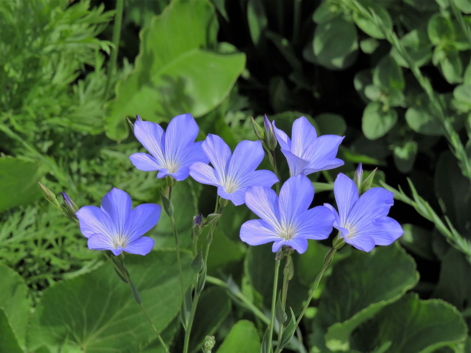 Canon PowerShot SX540 HS sample photo. Blue, flowers, summer photography
