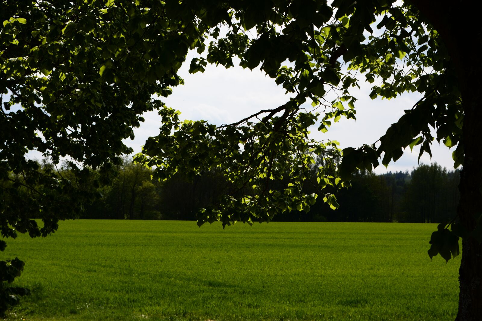 Nikon D5200 sample photo. Tree, leaves, light photography