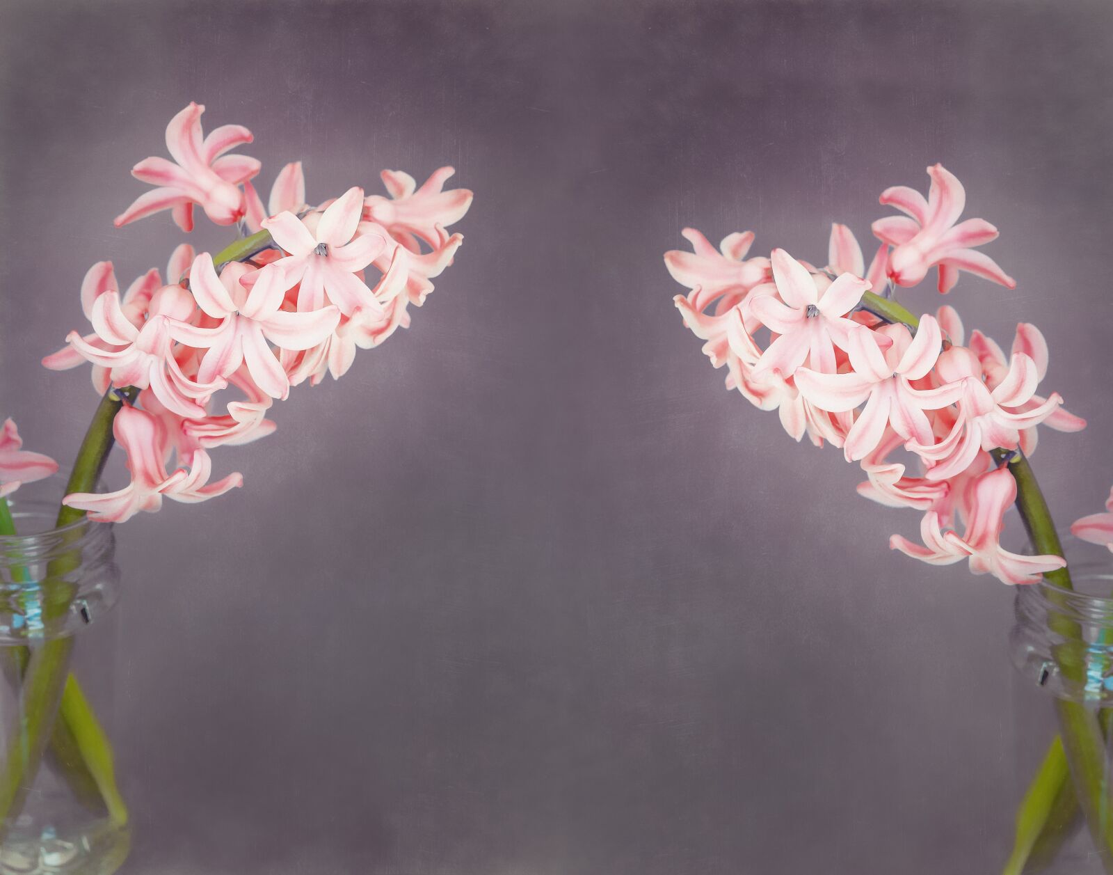Nikon D7100 sample photo. Flowers, hyacinth, salmon pink photography