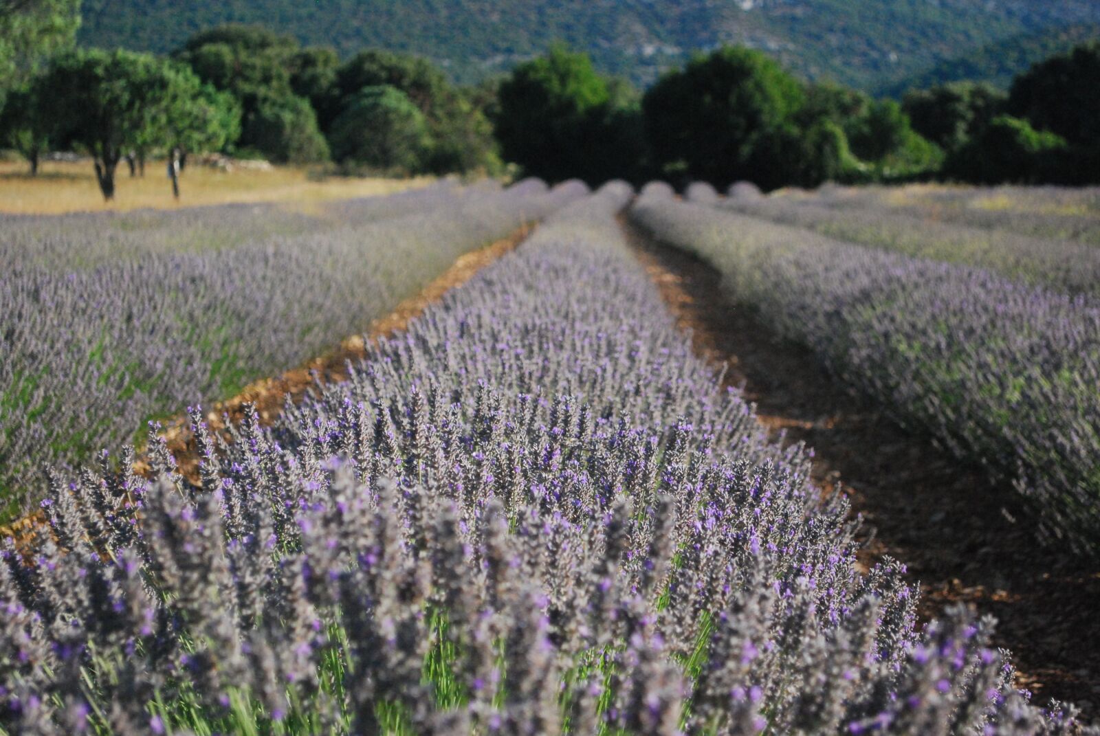 Nikon D60 sample photo. Lavender, flower, perfume photography