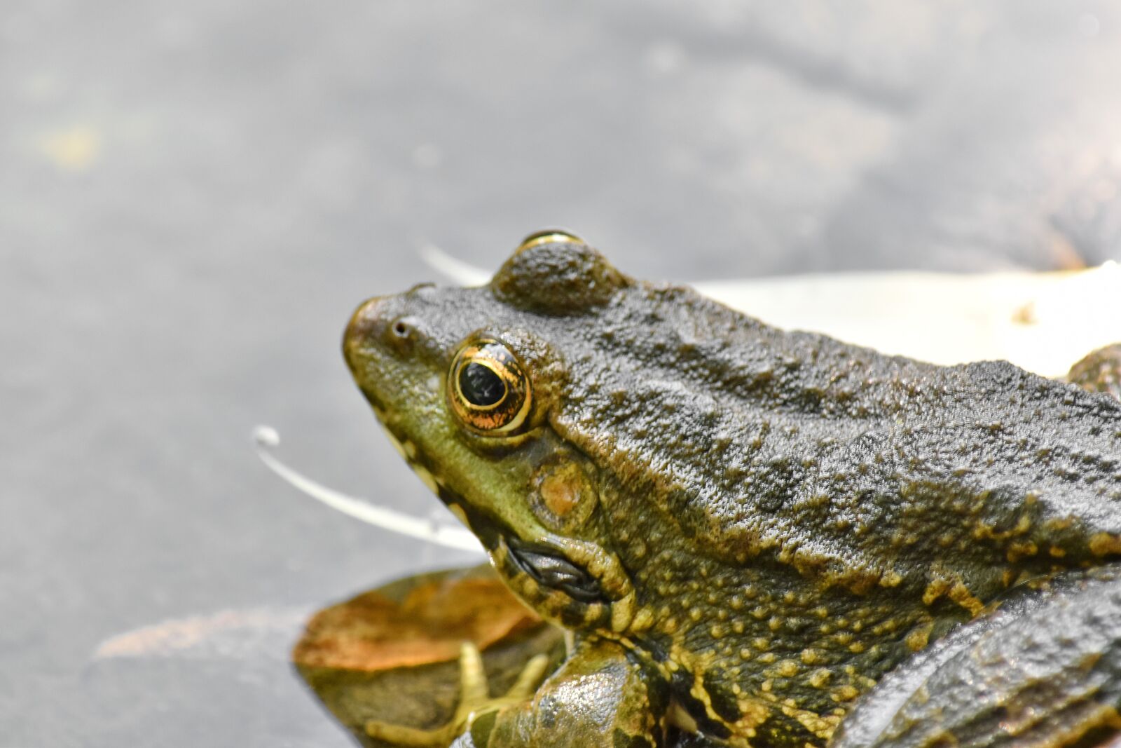 Nikon D5500 sample photo. Amphibia, endangered species, endemic photography