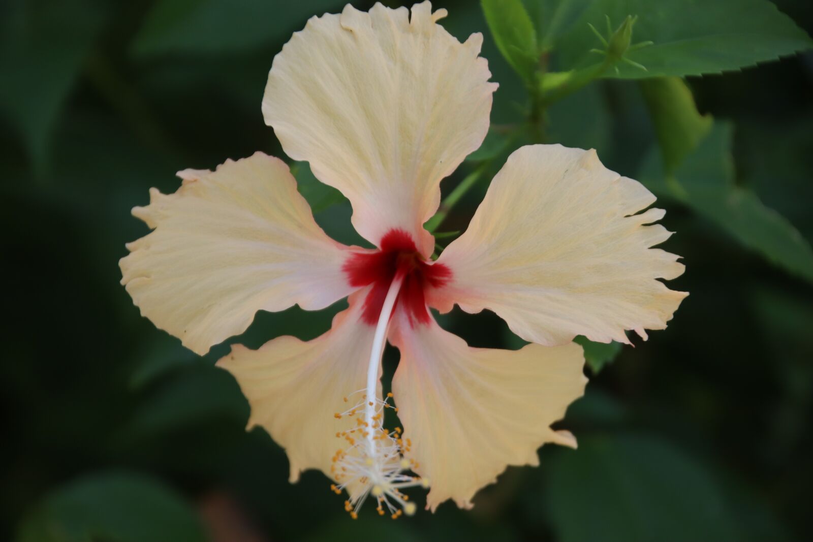 Canon EOS M50 (EOS Kiss M) sample photo. Hibiscus, blossom, bloom photography
