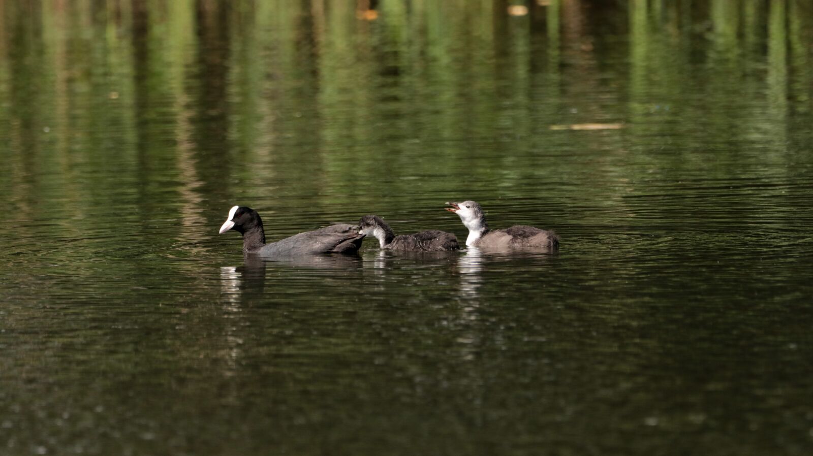 150-600mm F5-6.3 DG OS HSM | Contemporary 015 sample photo. Coot, lake, wa photography