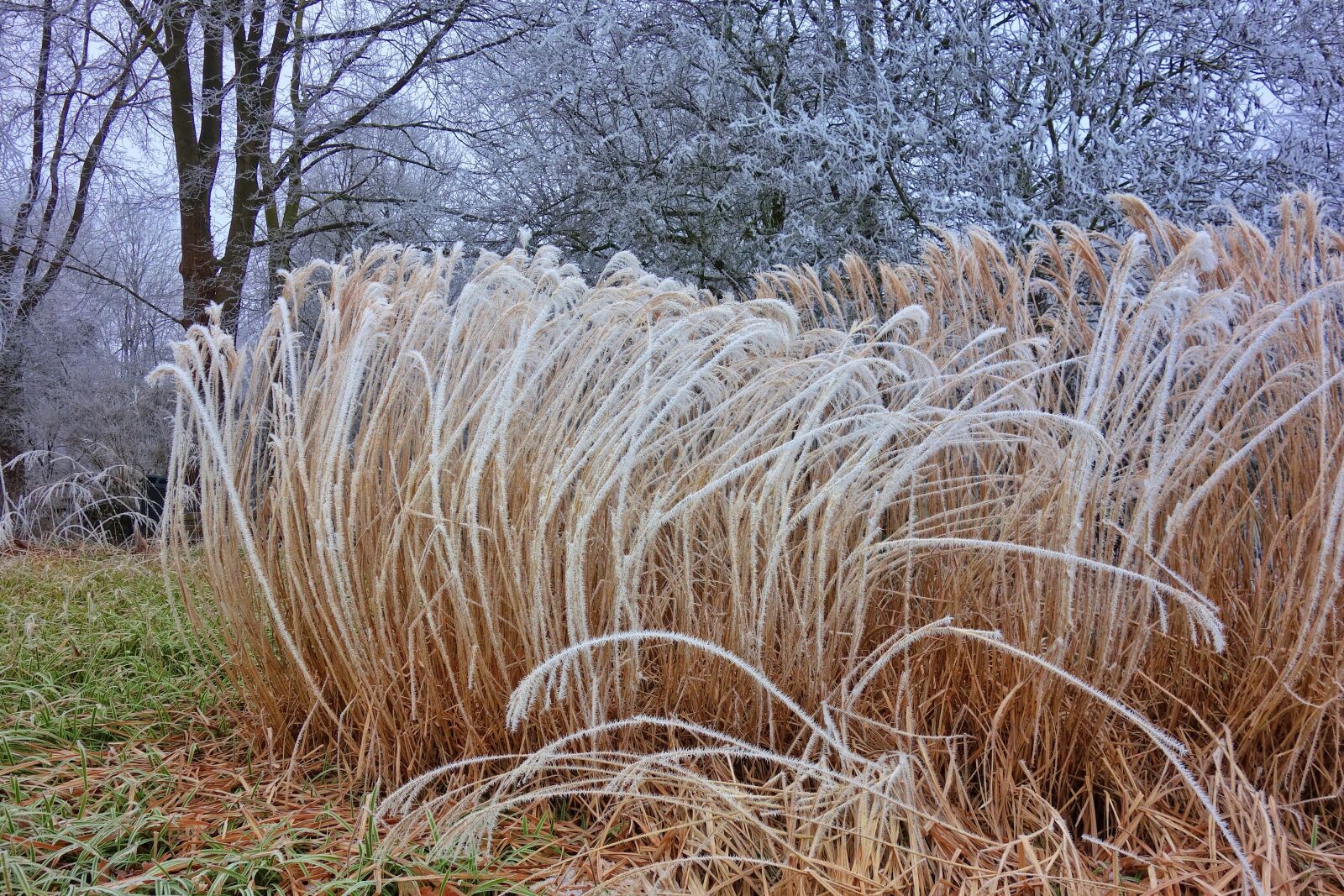 Sony Cyber-shot DSC-RX100 sample photo. Plume, hoarfrost, crystals photography