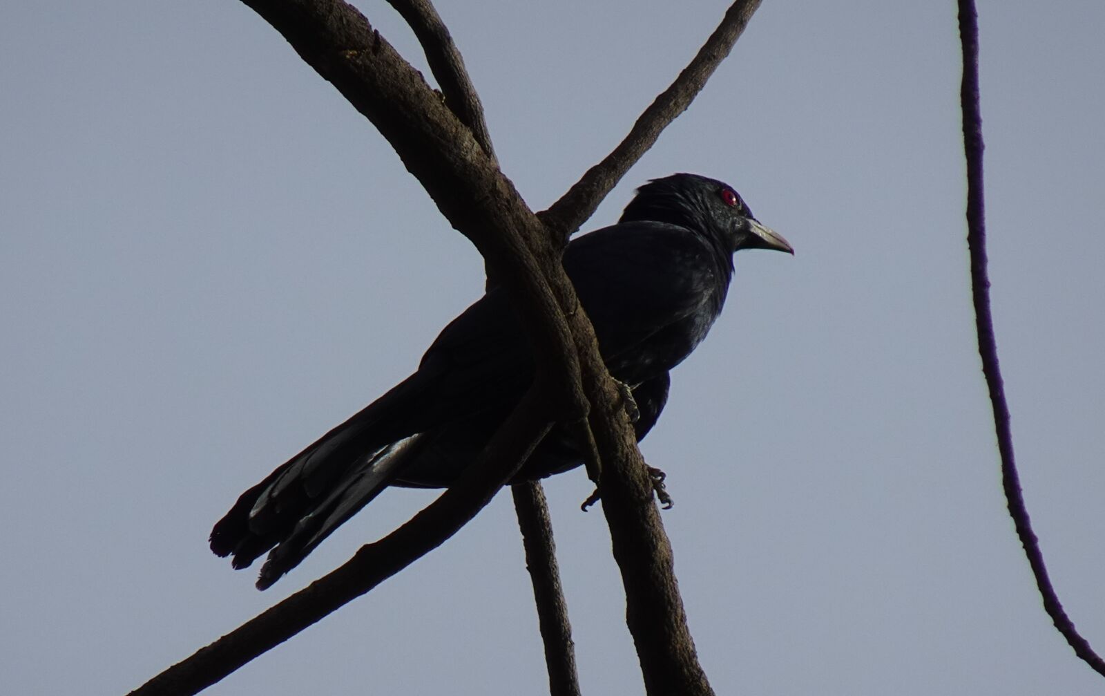 Sony DSC-WX800 sample photo. Bird, asian koel, eudynamys photography