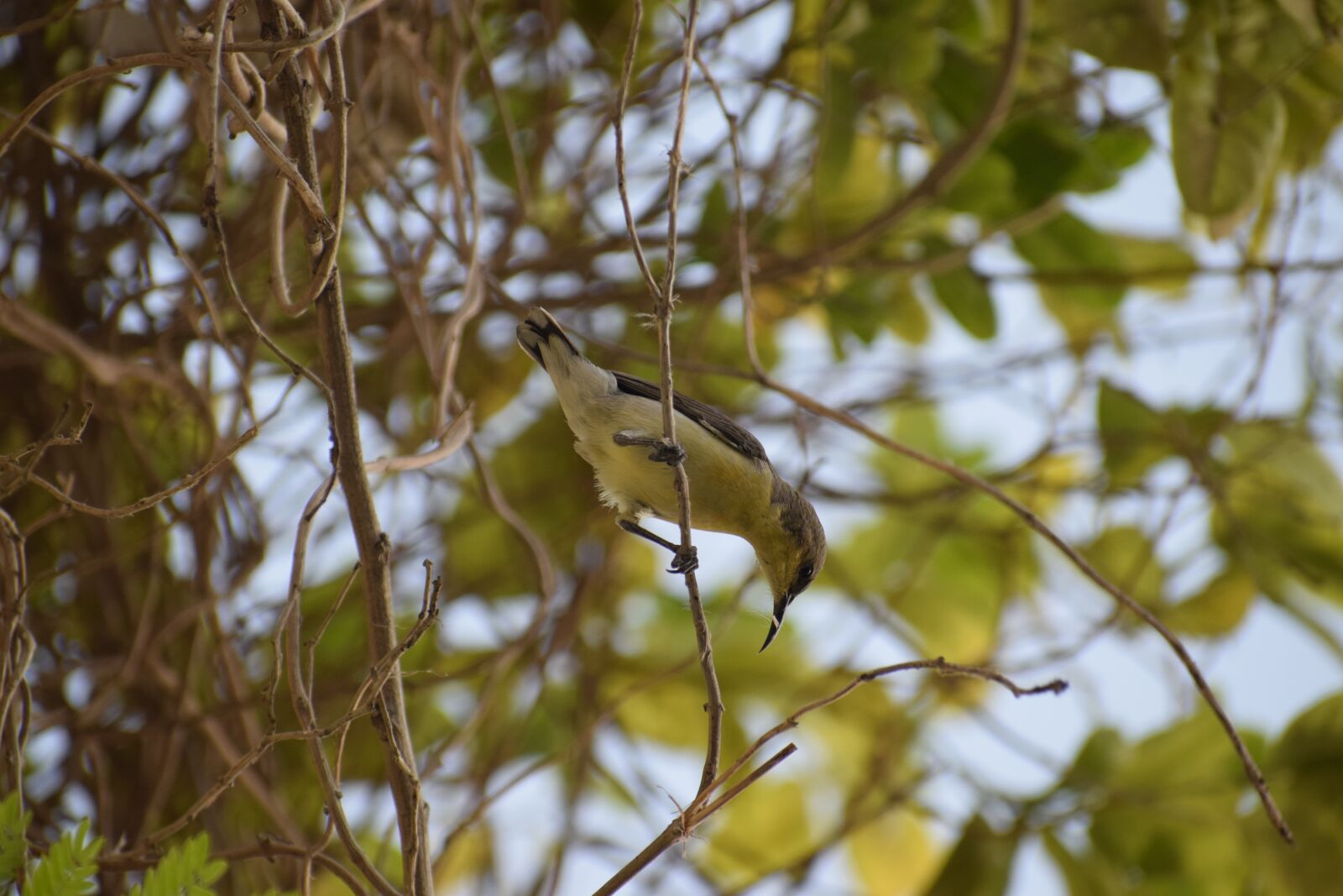 Nikon D3300 sample photo. Tree, nature, outdoors photography