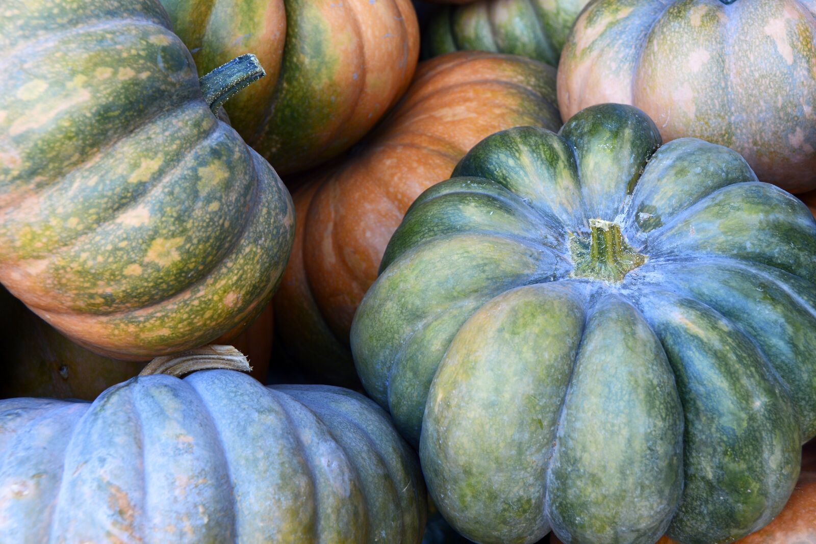 Nikon D7100 sample photo. Pumpkin, gourd, vegetables photography