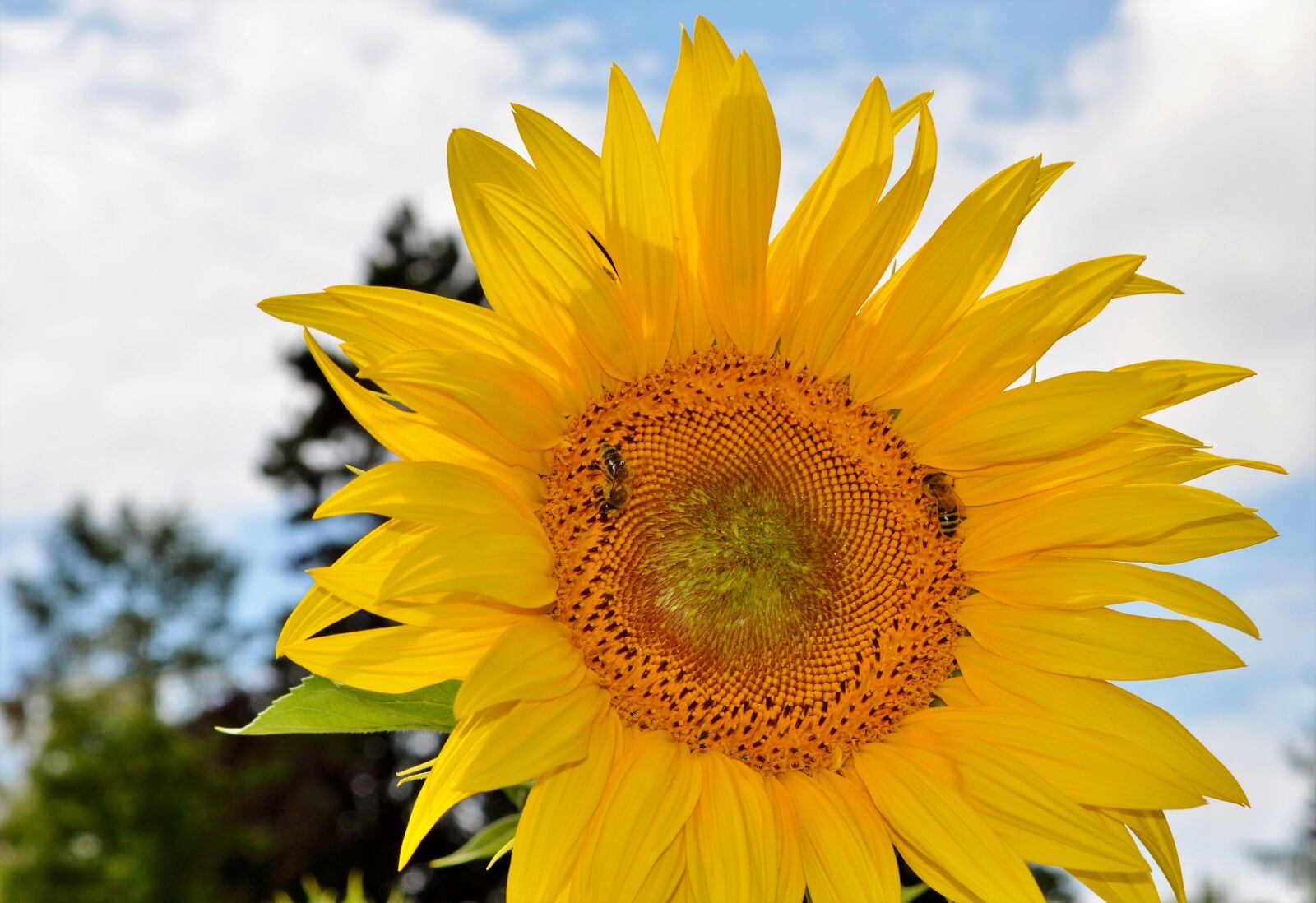 Nikon D3200 sample photo. Sunflower, flower, bees photography