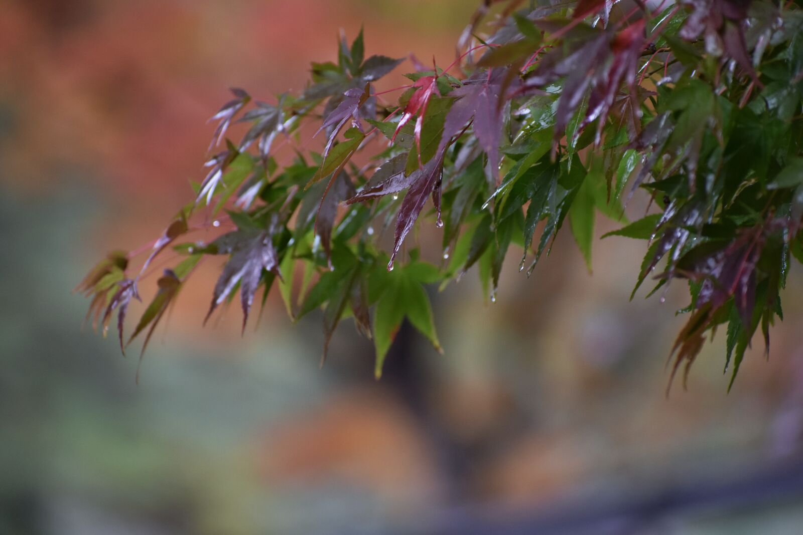 Nikon D7200 sample photo. Natural, landscape, autumnal leaves photography