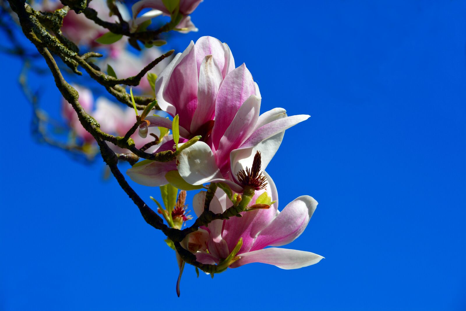 Nikon D5200 sample photo. Tulip tree, blossom, bloom photography