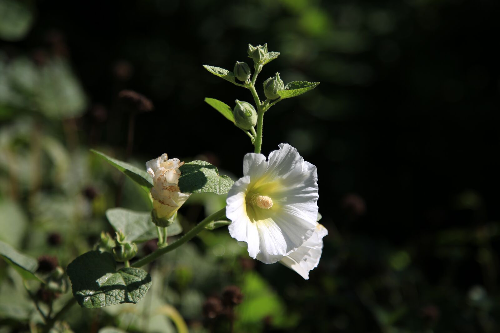 Canon EOS 6D + Canon EF 24-105mm F4L IS USM sample photo. Flowers, hollyhock, plants photography