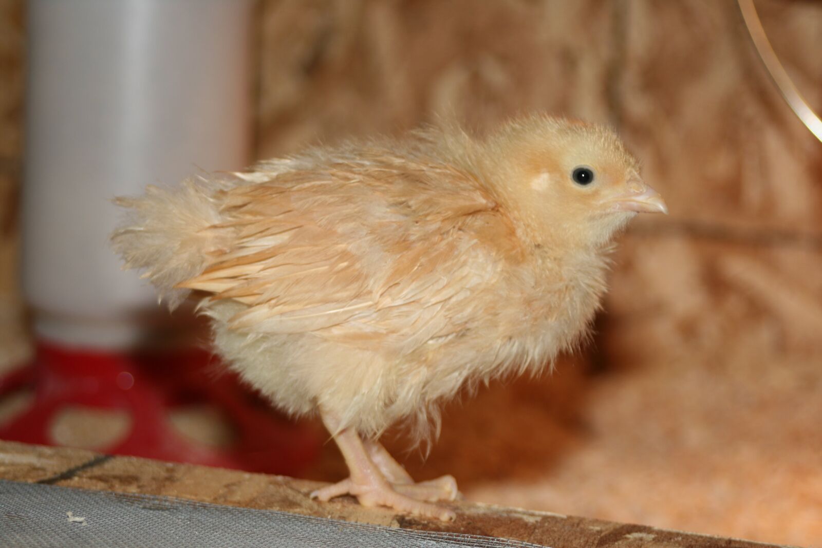 Canon EOS 400D (EOS Digital Rebel XTi / EOS Kiss Digital X) sample photo. Chick, chicken, bird photography