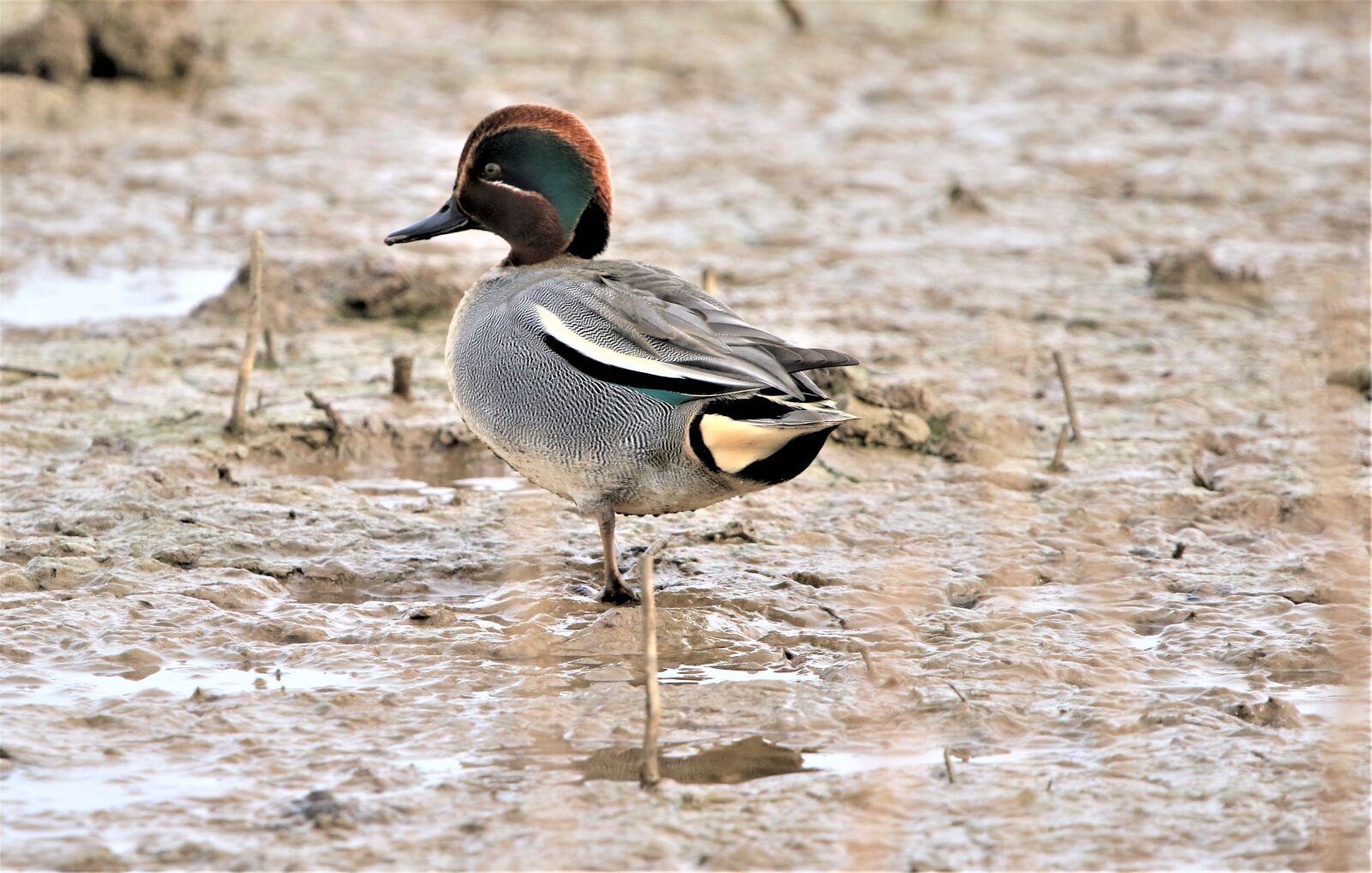 150-600mm F5-6.3 DG OS HSM | Contemporary 015 sample photo. Bird, teal, water bird photography