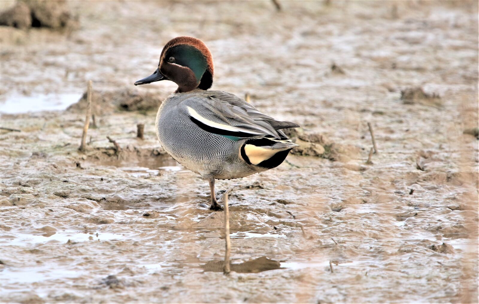 Canon EOS 7D Mark II + 150-600mm F5-6.3 DG OS HSM | Contemporary 015 sample photo. Bird, teal, water bird photography