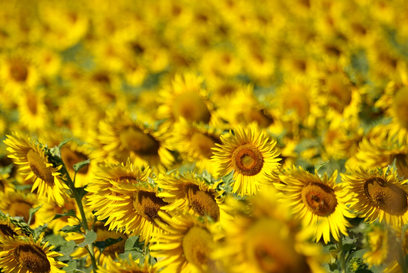 Sony Alpha DSLR-A100 sample photo. Sunflower, field, agriculture photography