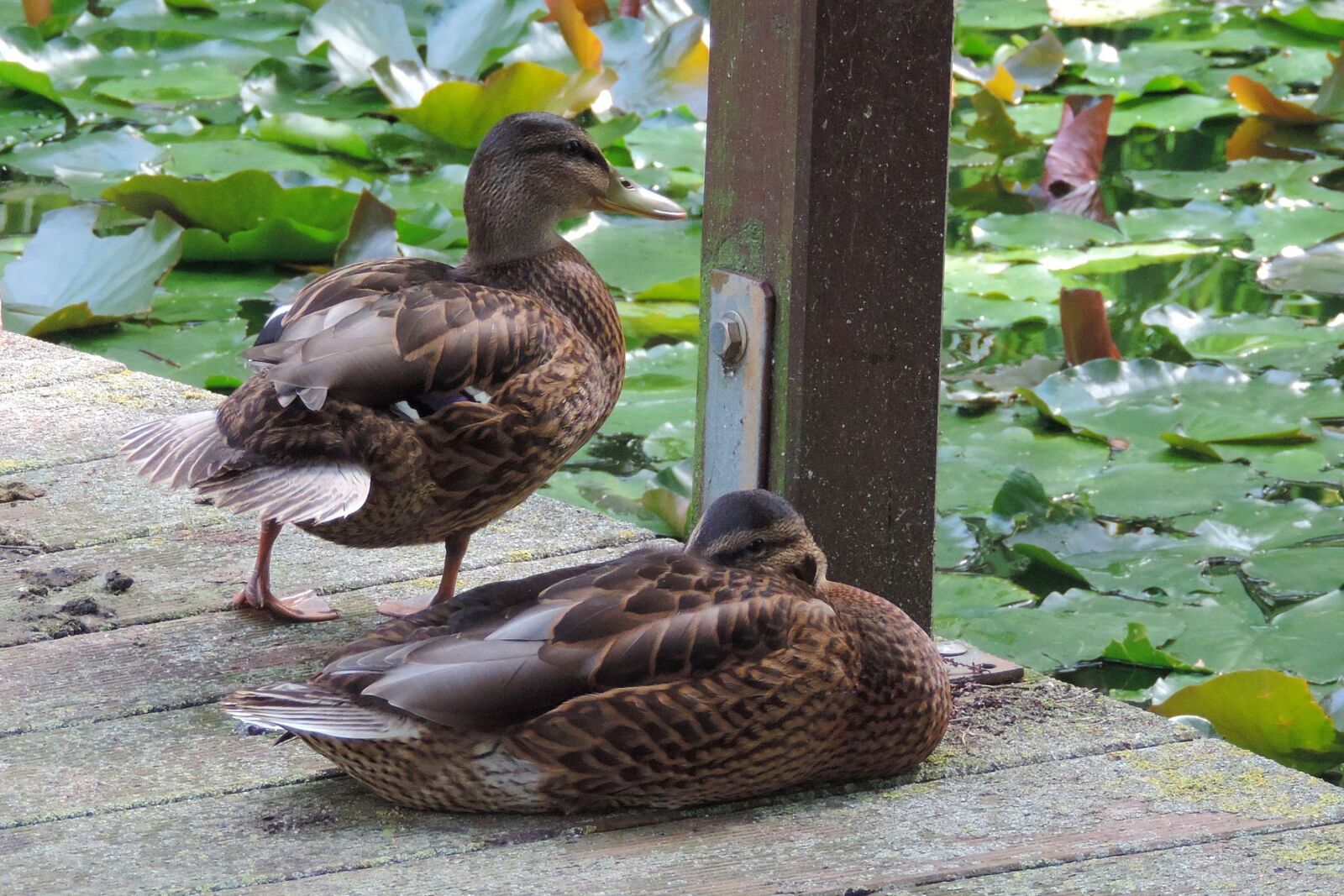 Nikon Coolpix P520 sample photo. Duck, nature, animal world photography