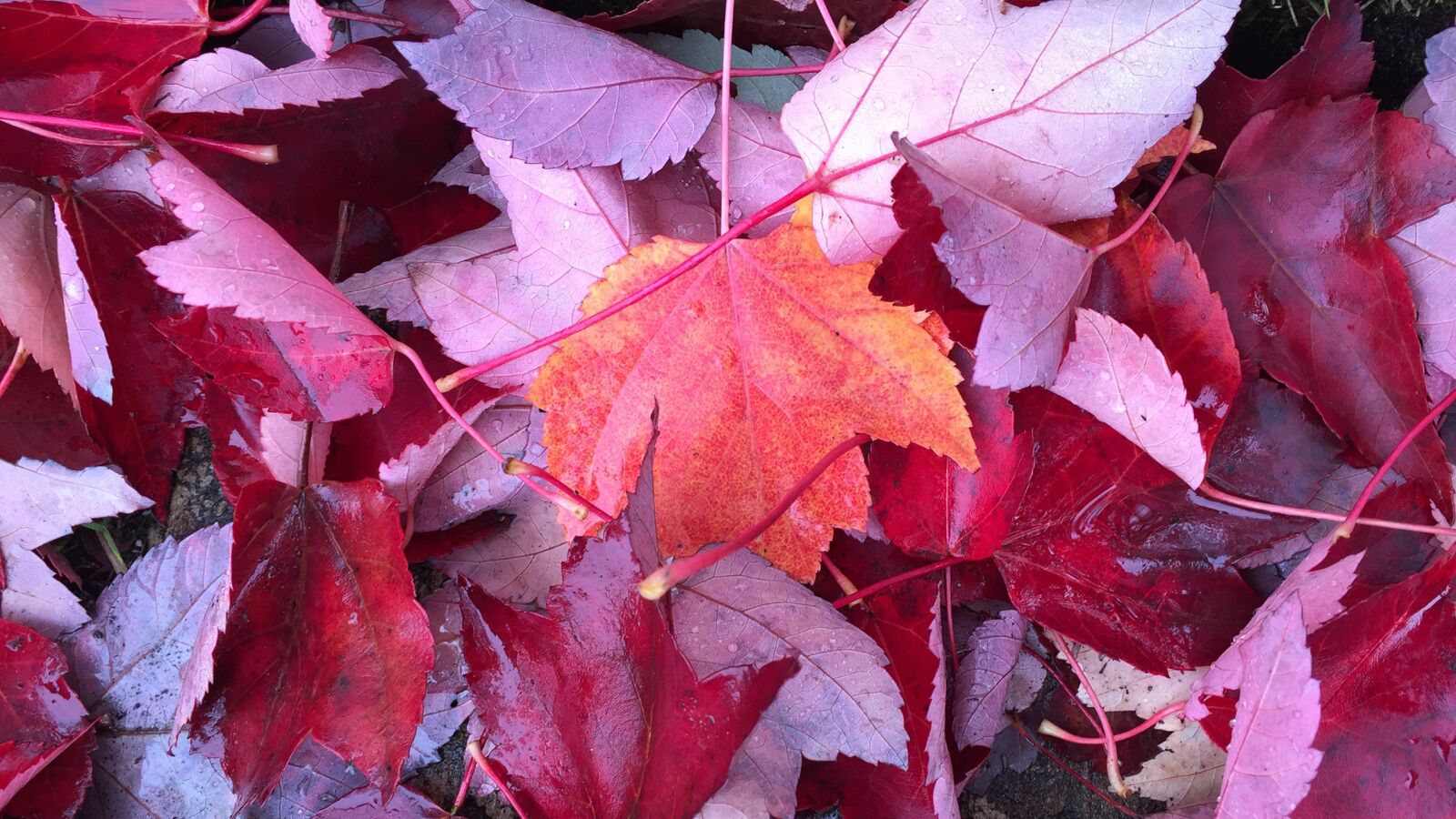 Apple iPhone 6 sample photo. Thanksgiving, leaves, fall photography