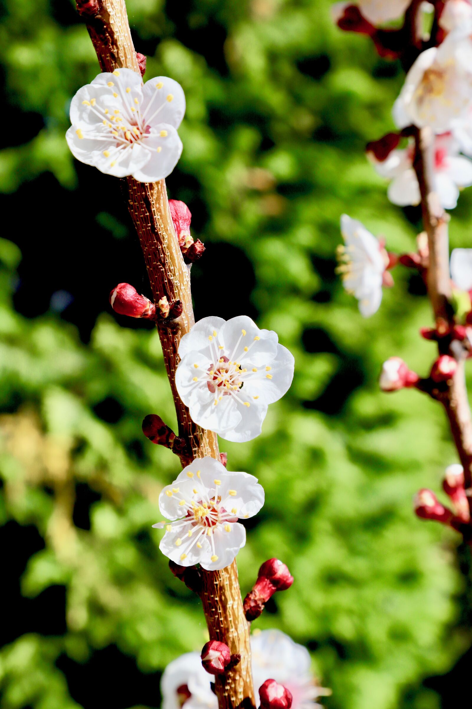 Canon EF 24-105mm F4L IS II USM sample photo. Spring, apricot-tree, nature photography