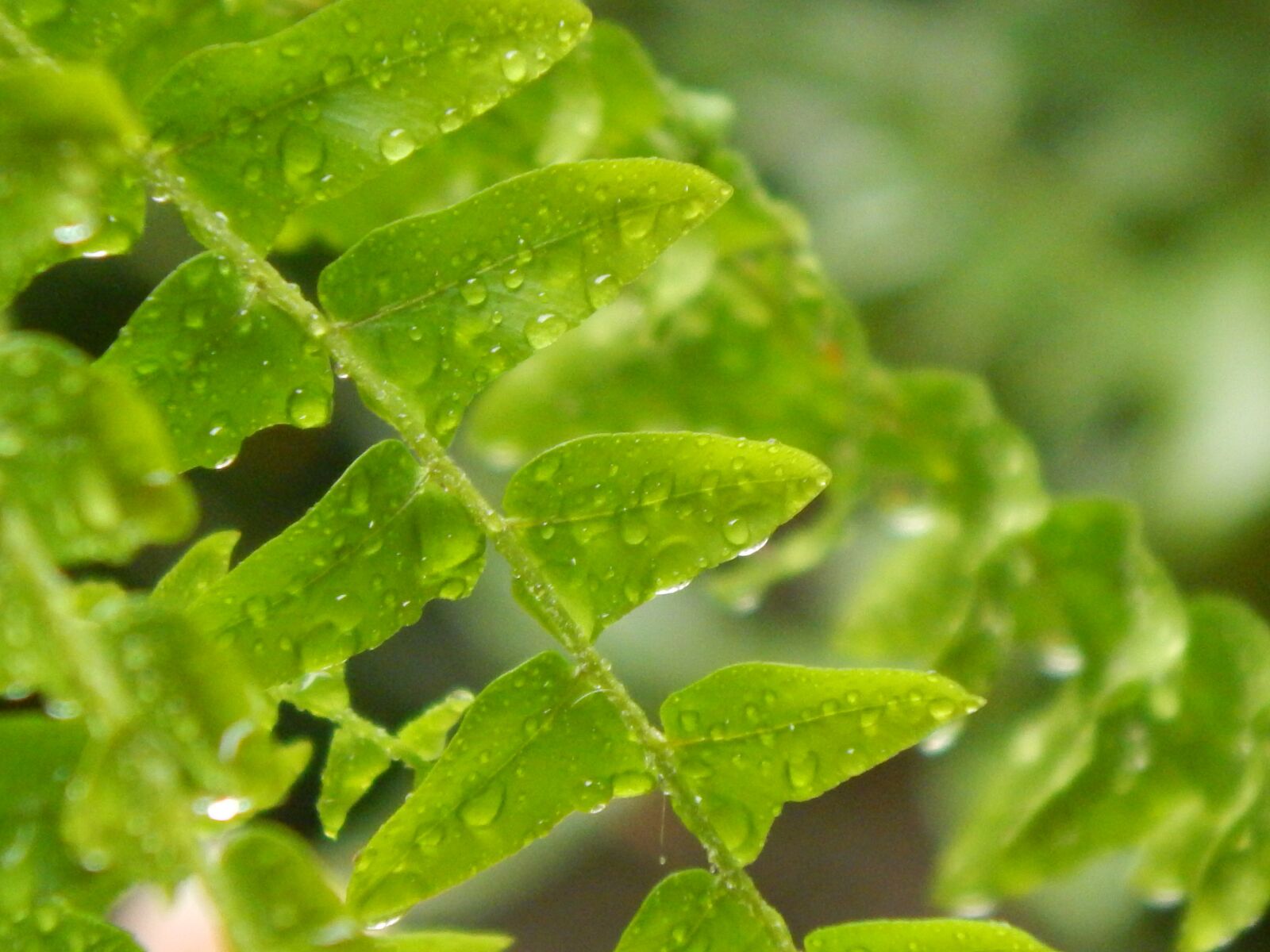 Nikon Coolpix L820 sample photo. Fern, wet, drops photography