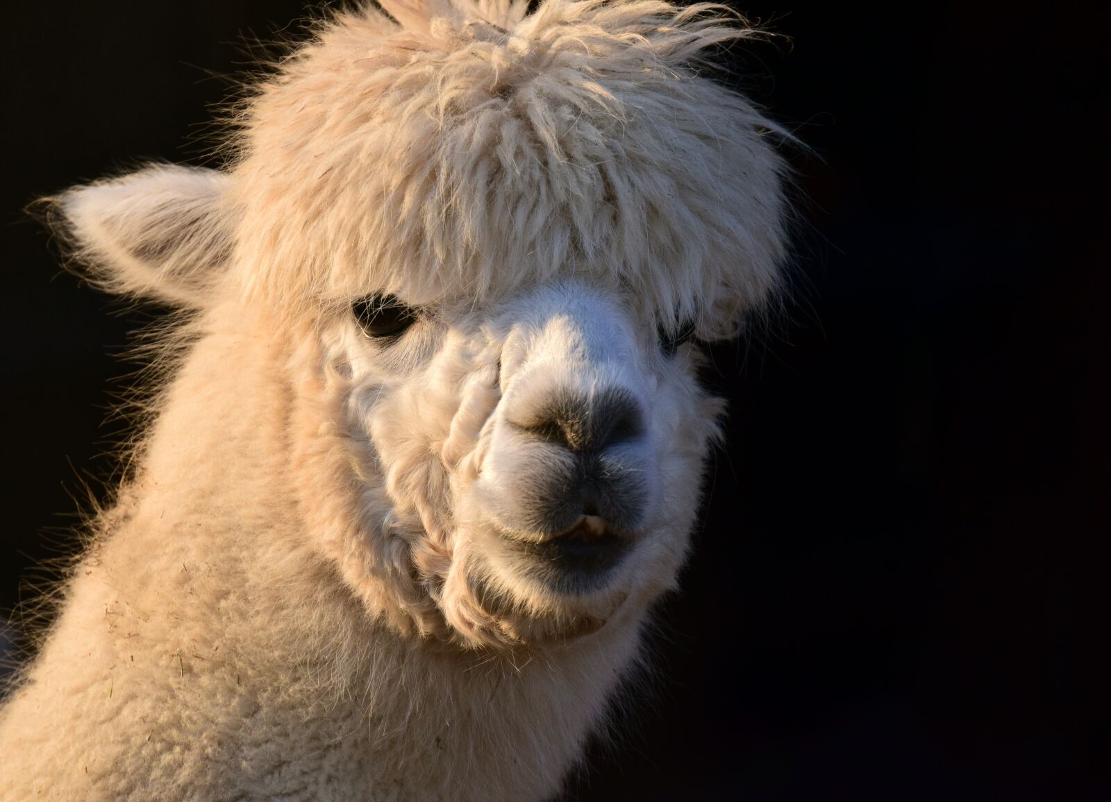Nikon D3300 sample photo. Alpaca, animal, white photography