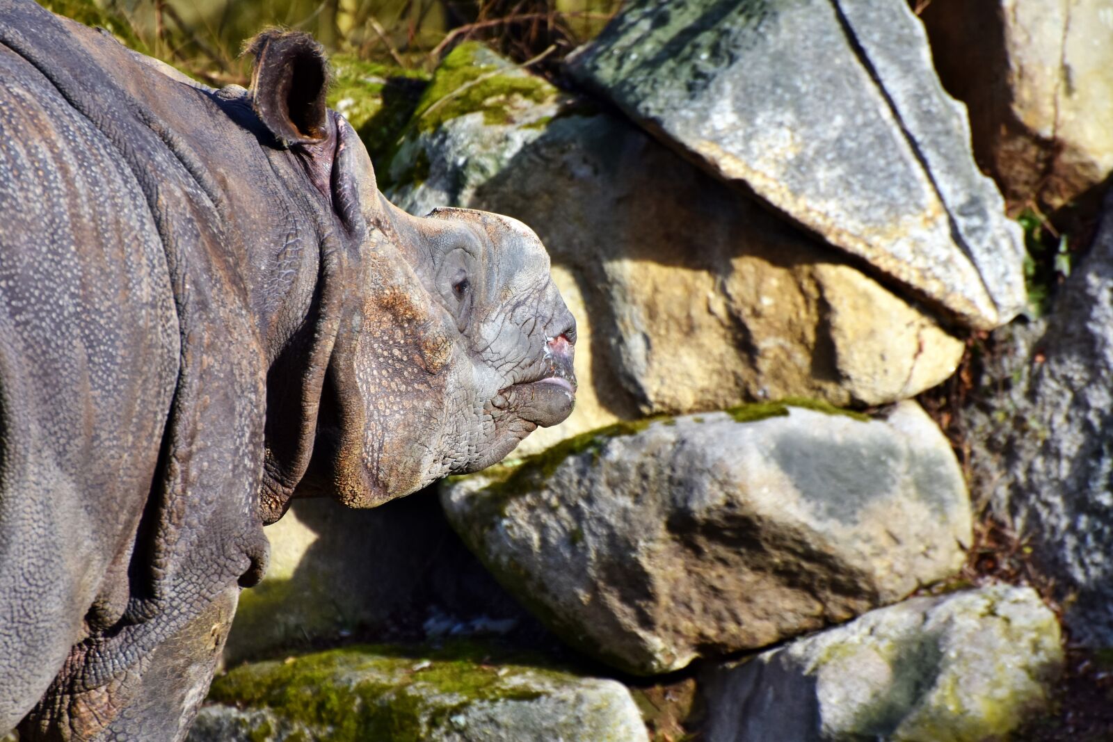 Nikon D7200 sample photo. Rhino, animal, mammal photography